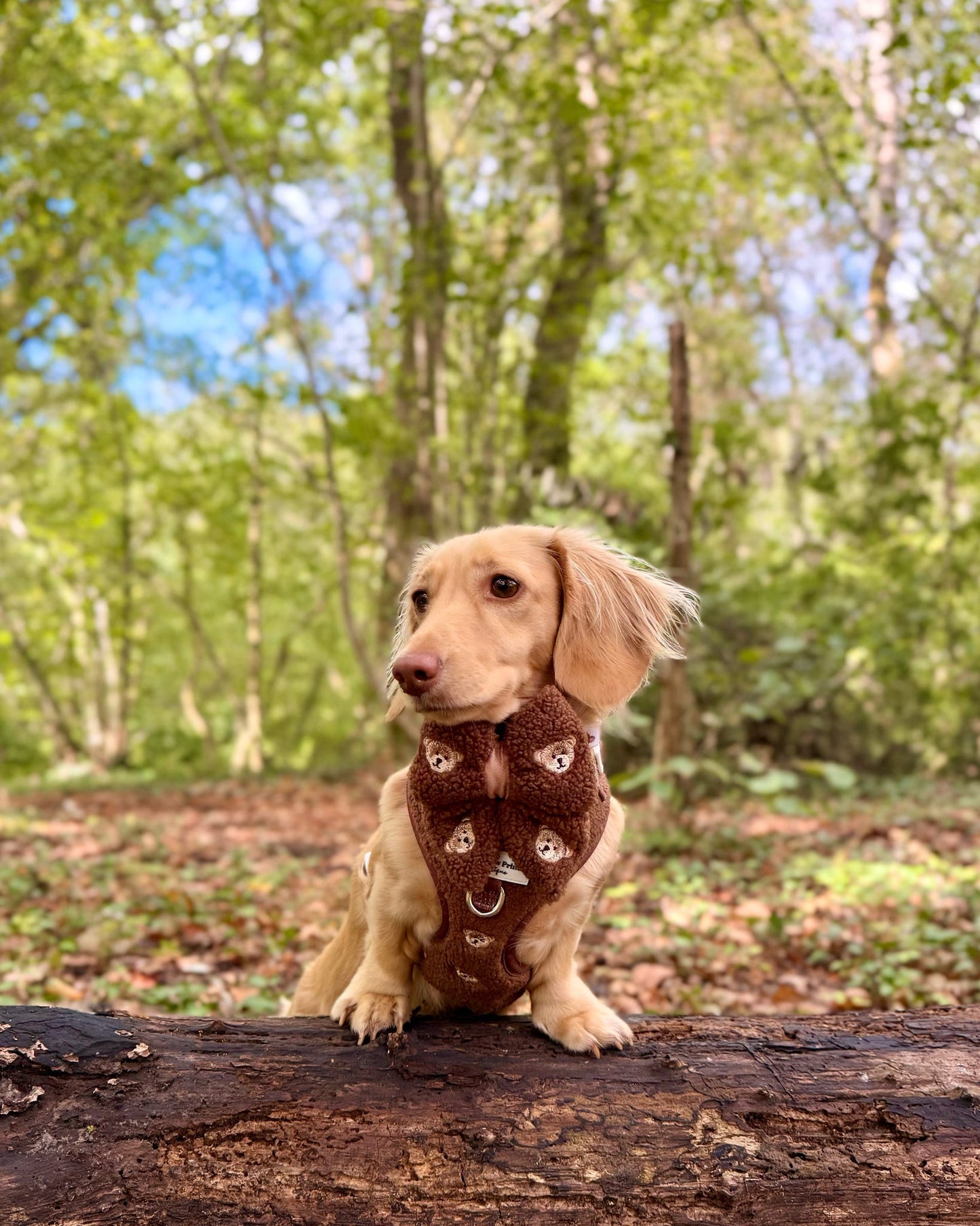 The Embroidered Little Bear Cub Adjustable Harness