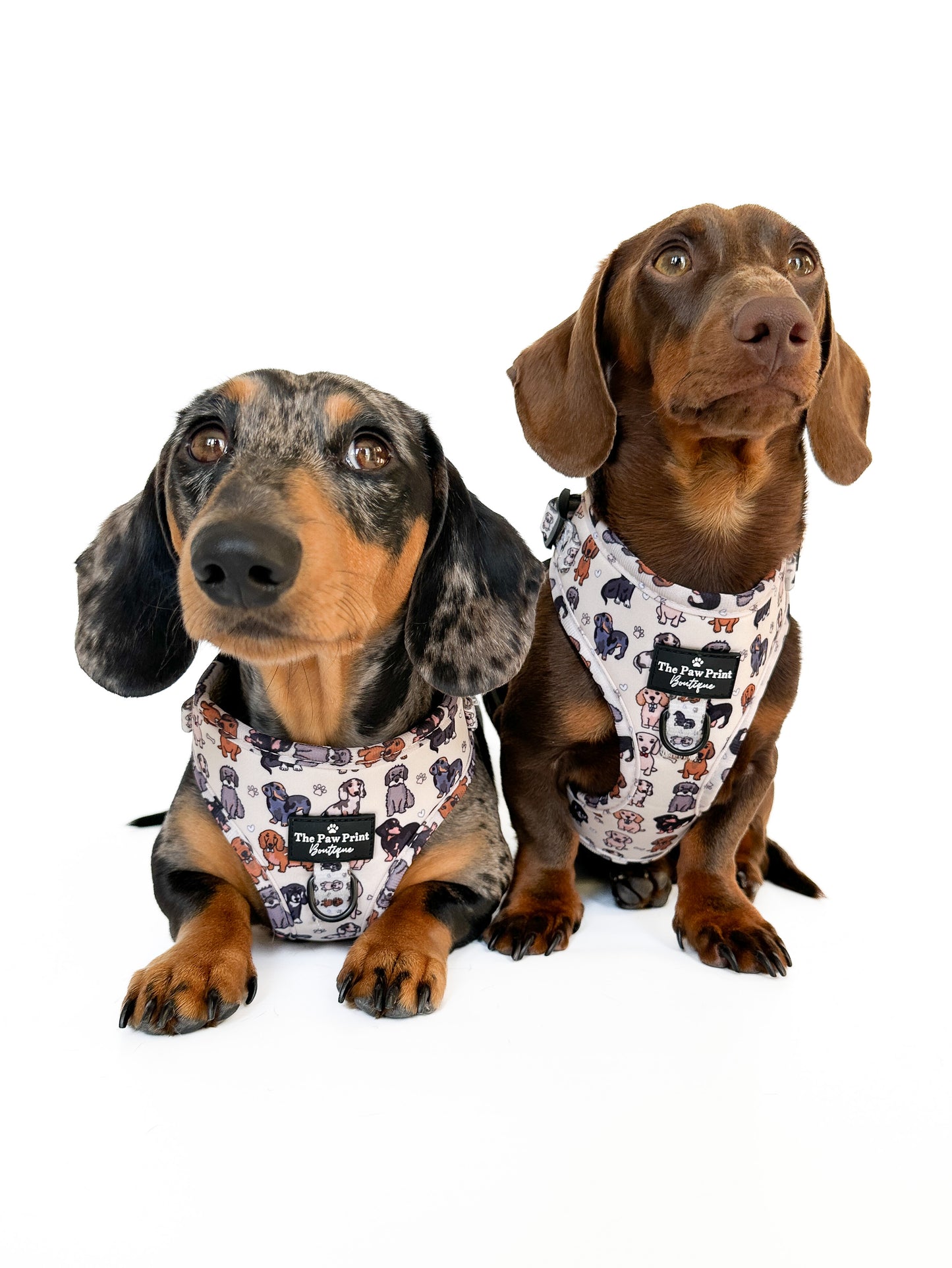 The Dachshund Adjustable Harness