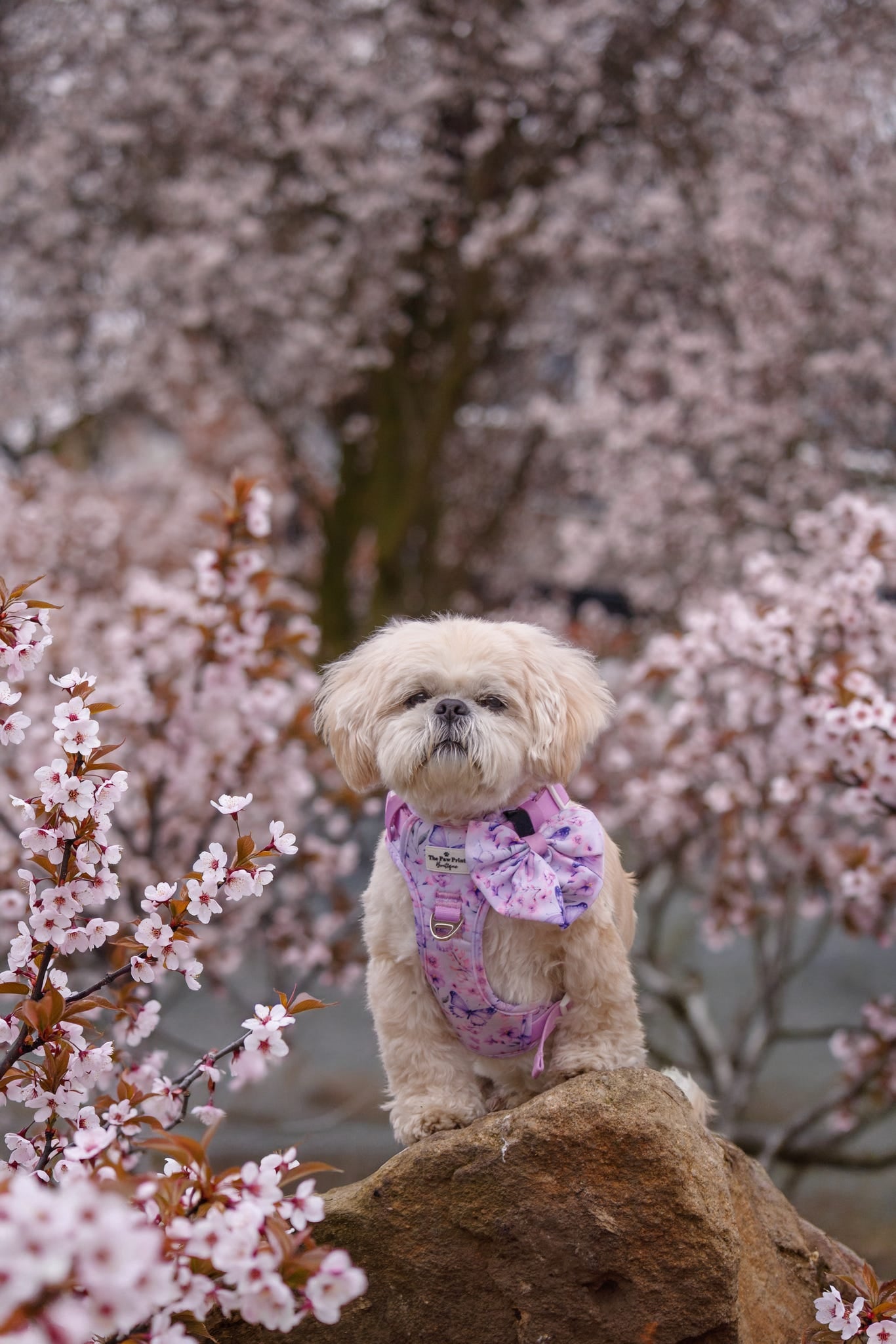 Butterfly Bliss Adventure Paws Harness