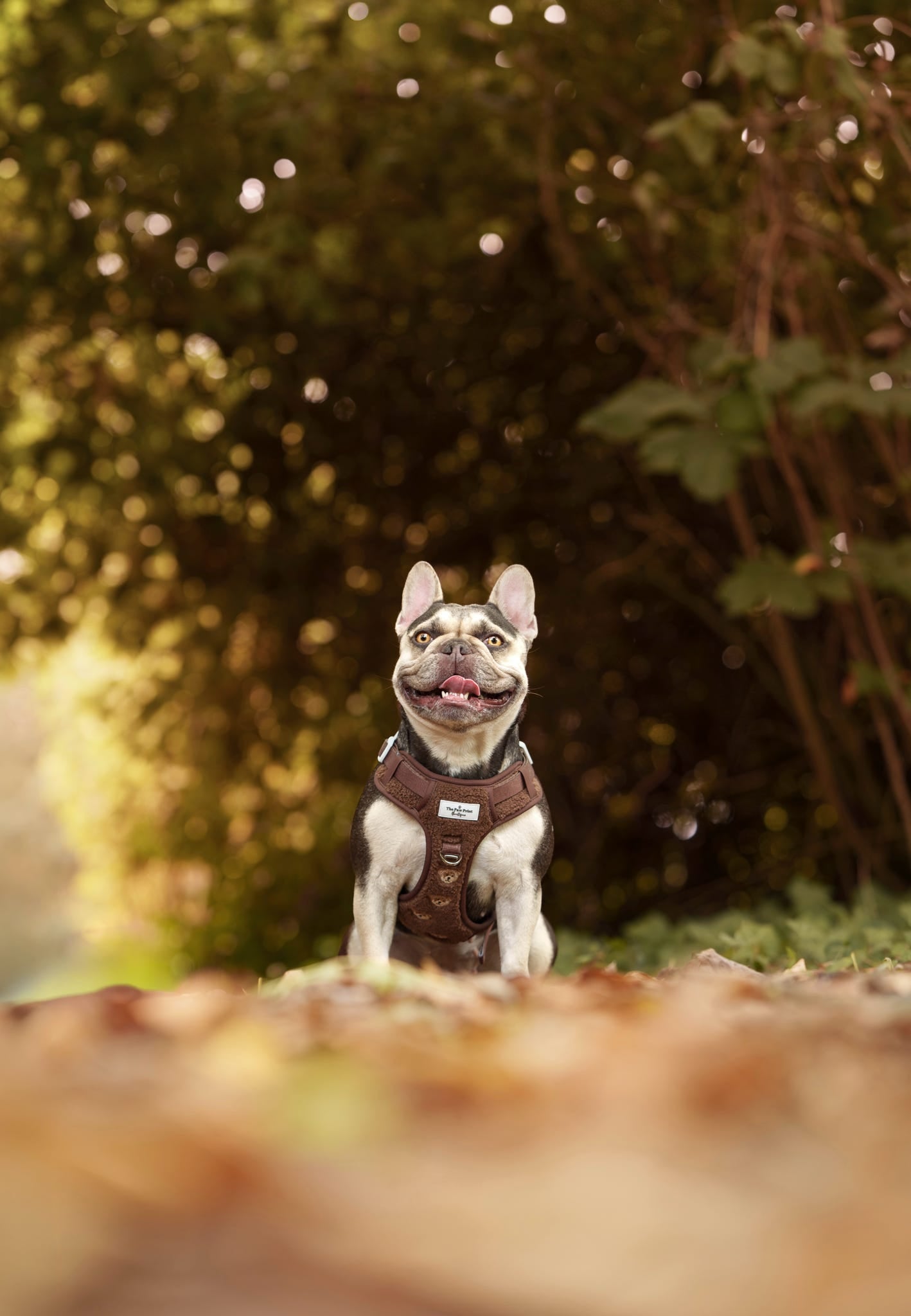 The Embroidered Little Bear Cub Adventure Paws Harness