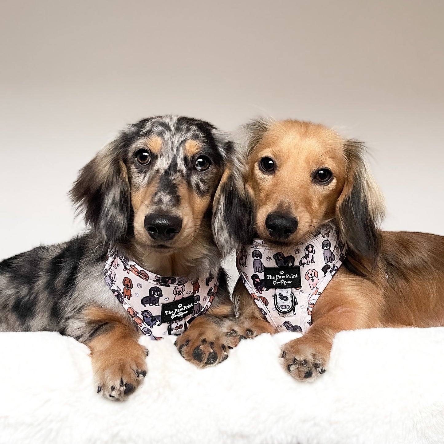 The Dachshund Adjustable Harness