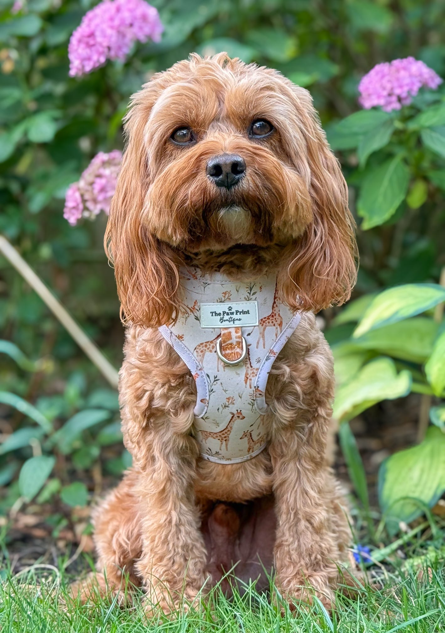 The Graceful Giraffe Adjustable Harness