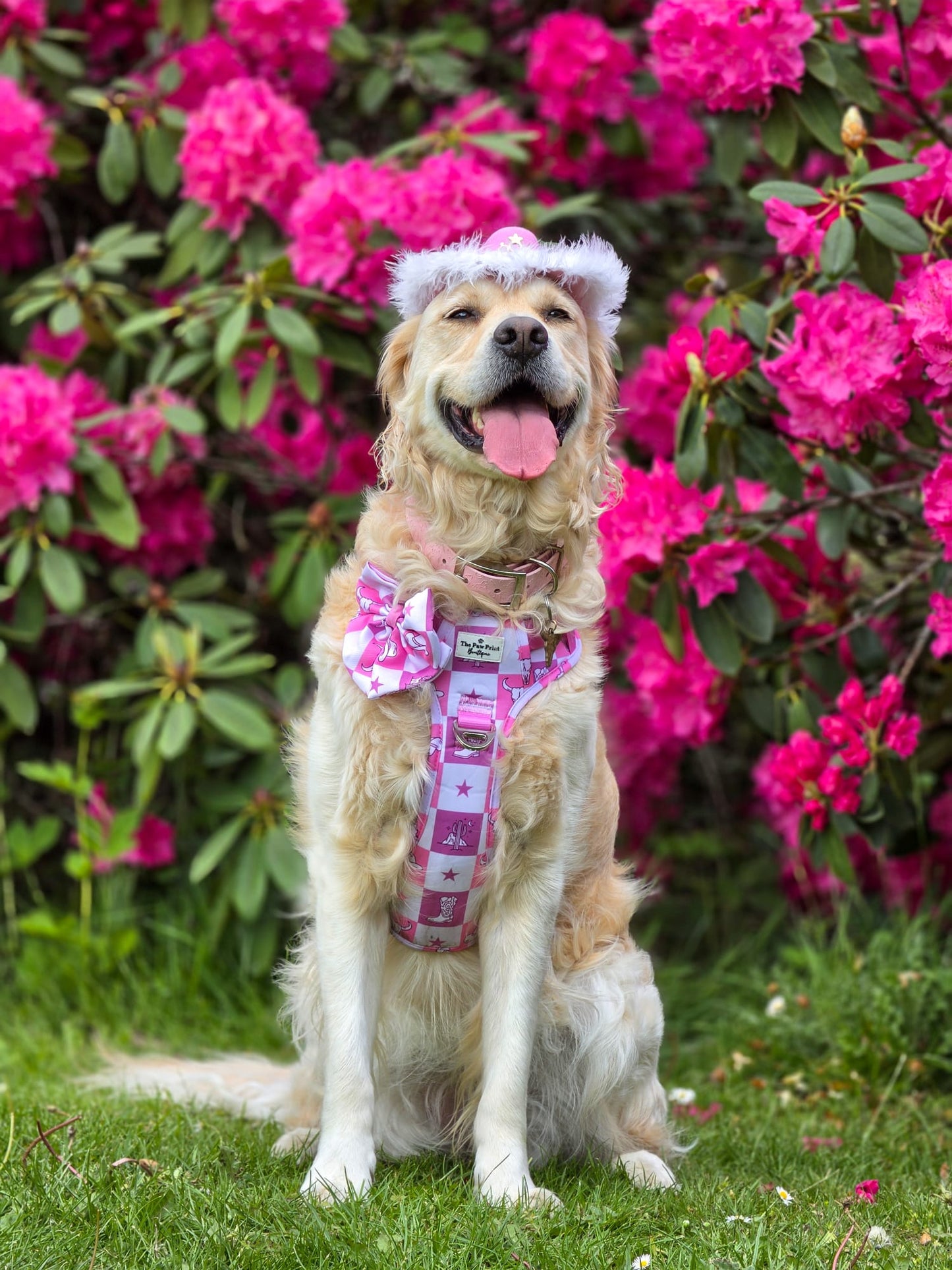Cowgirl Cutie Adventure Paws Harness