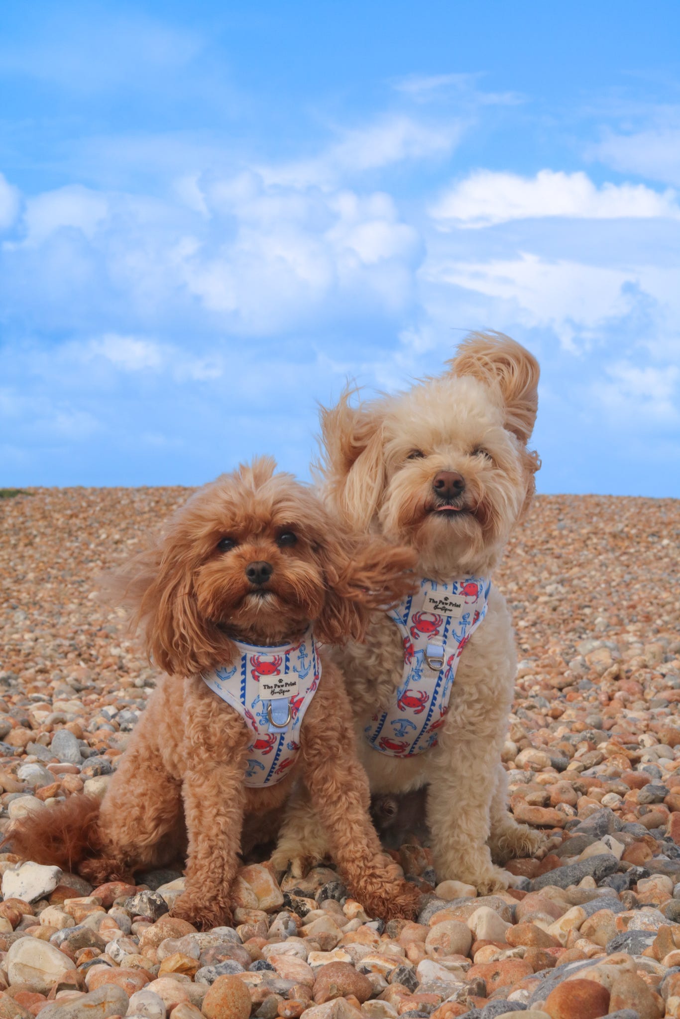 Absolutely Crabulous Adventure Paws Harness