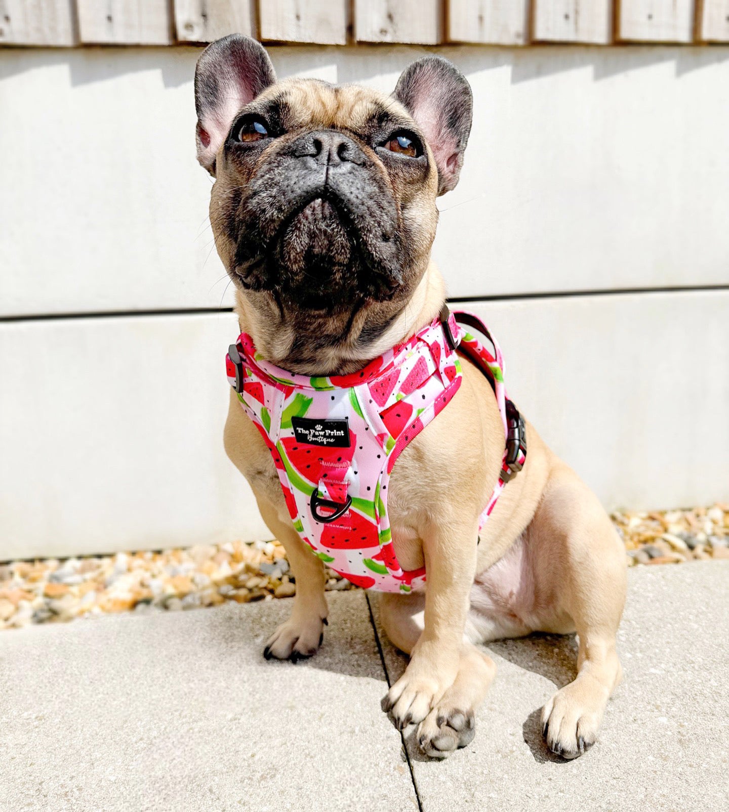 The Watermelon Sugar Adventure Paws Harness