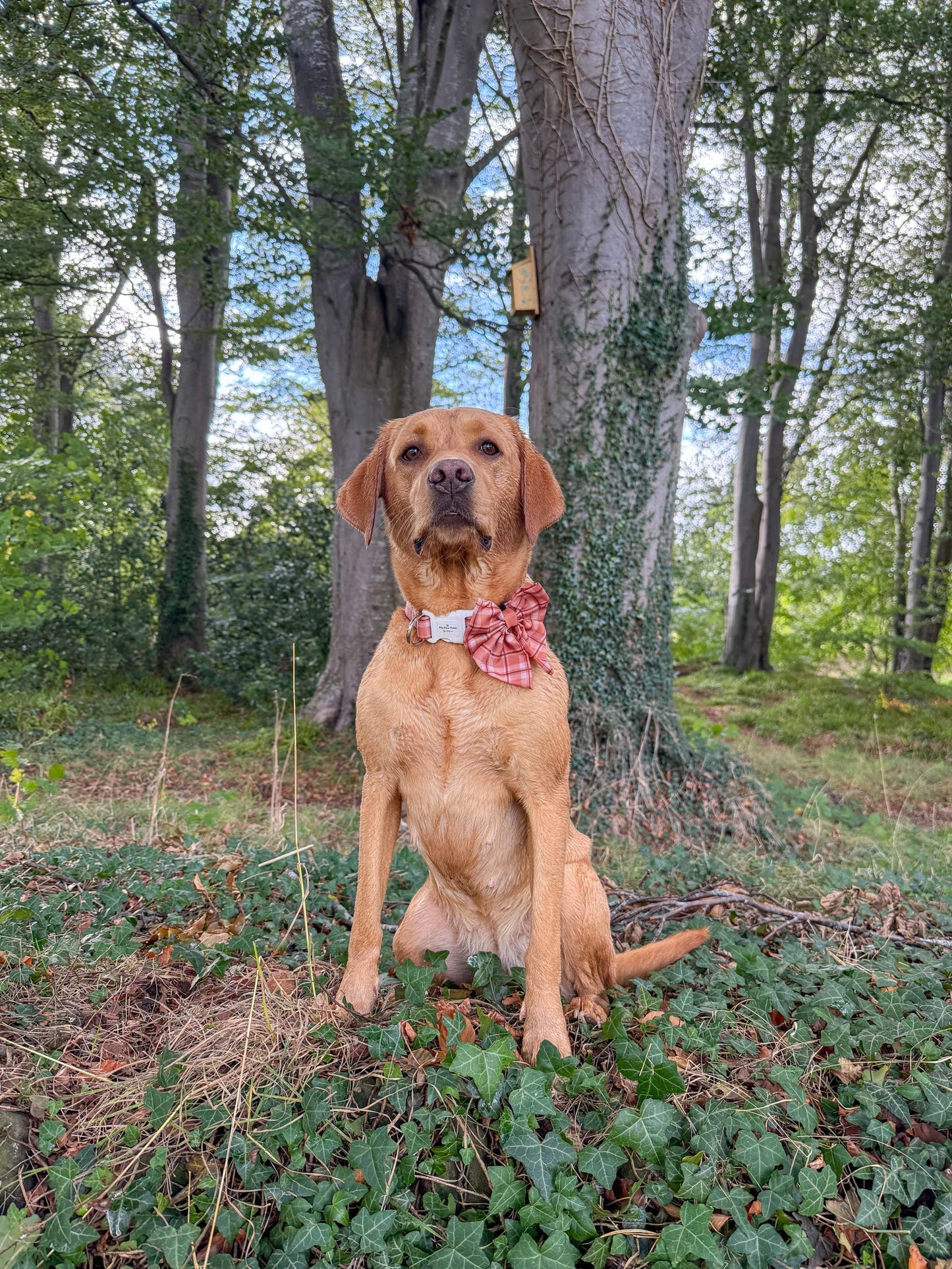 Pooches in Plaid Bow Tie