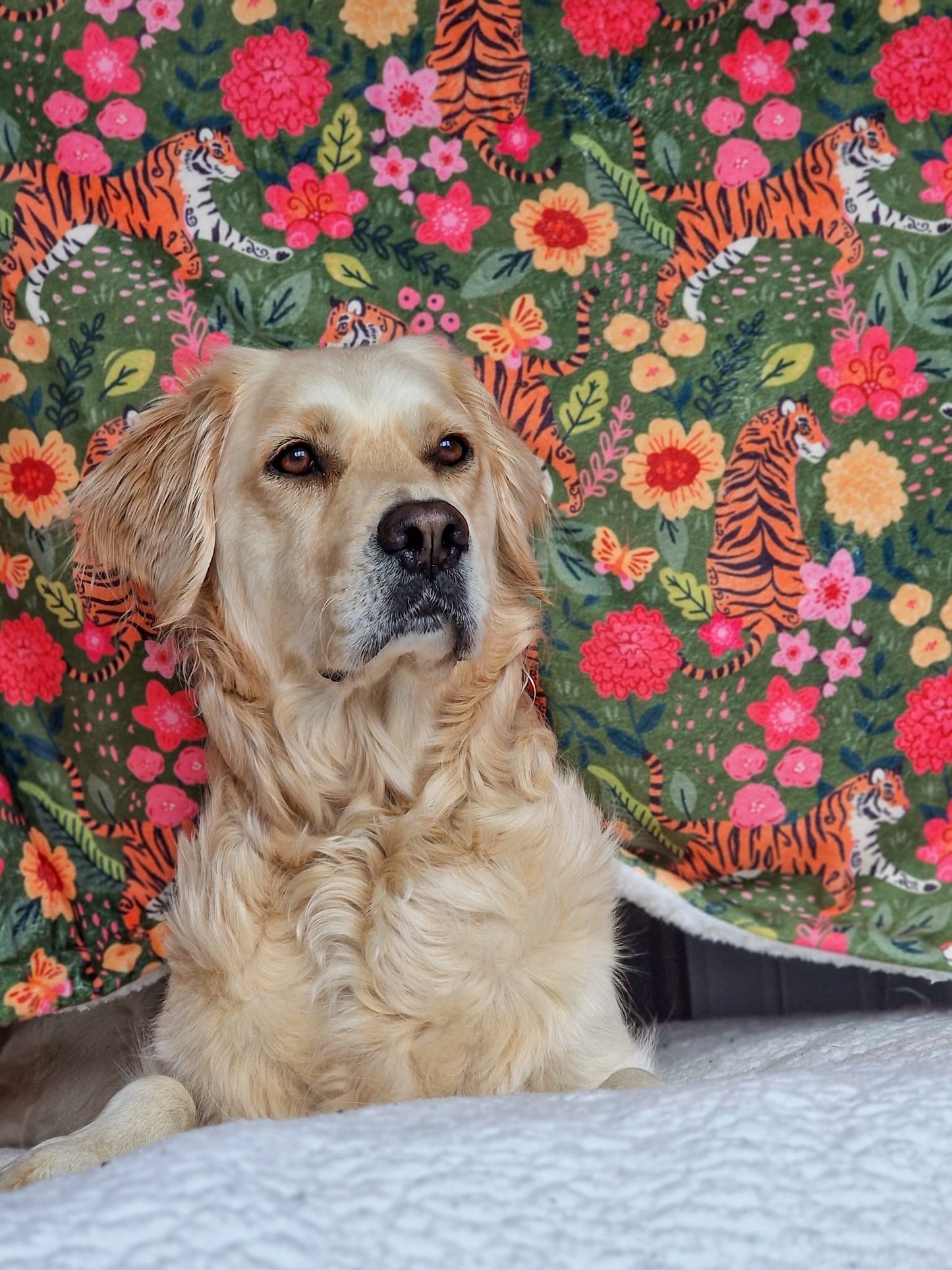 The Tiger who came to TPPB Dog Blanket