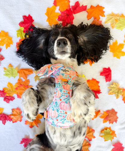 Pablos Pumpkins Adventure Paws Harness