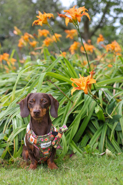 The Tiger who came to TPPB Adventure Paws Harness