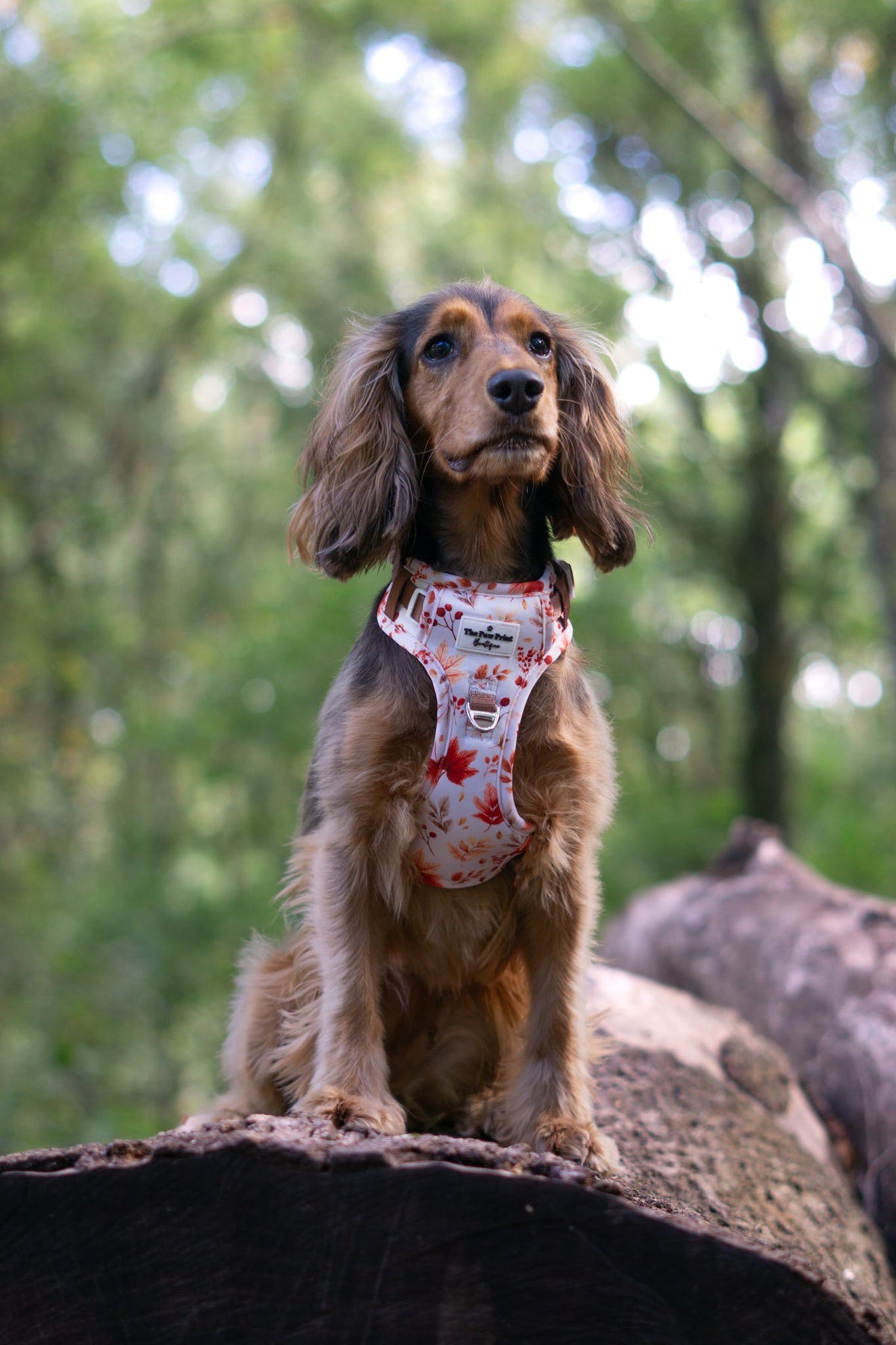 Maple Meadows Adventure Paws Harness