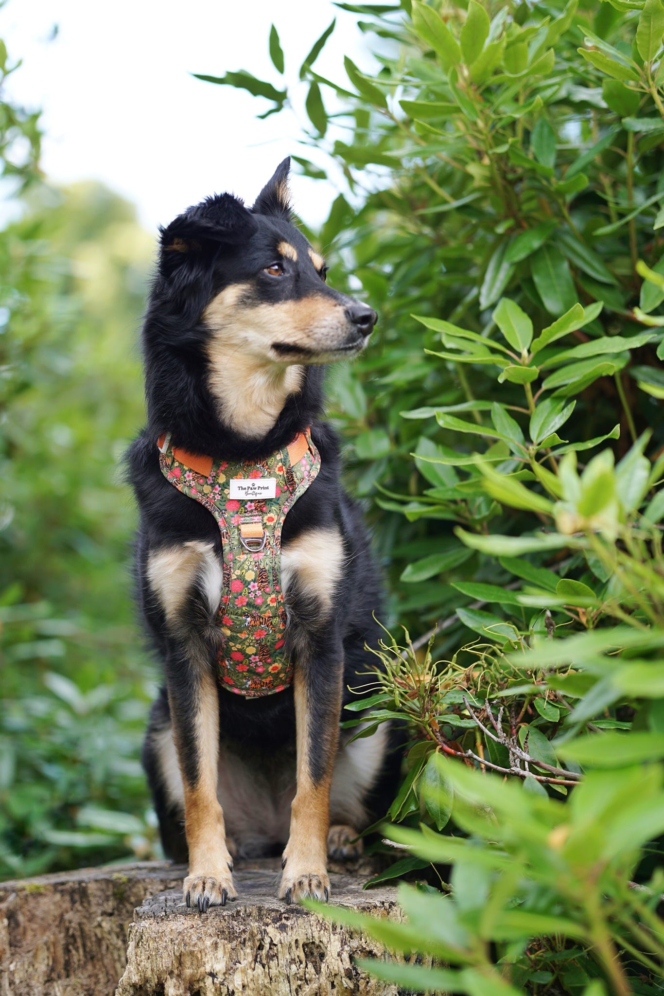 The Tiger who came to TPPB Adventure Paws Harness