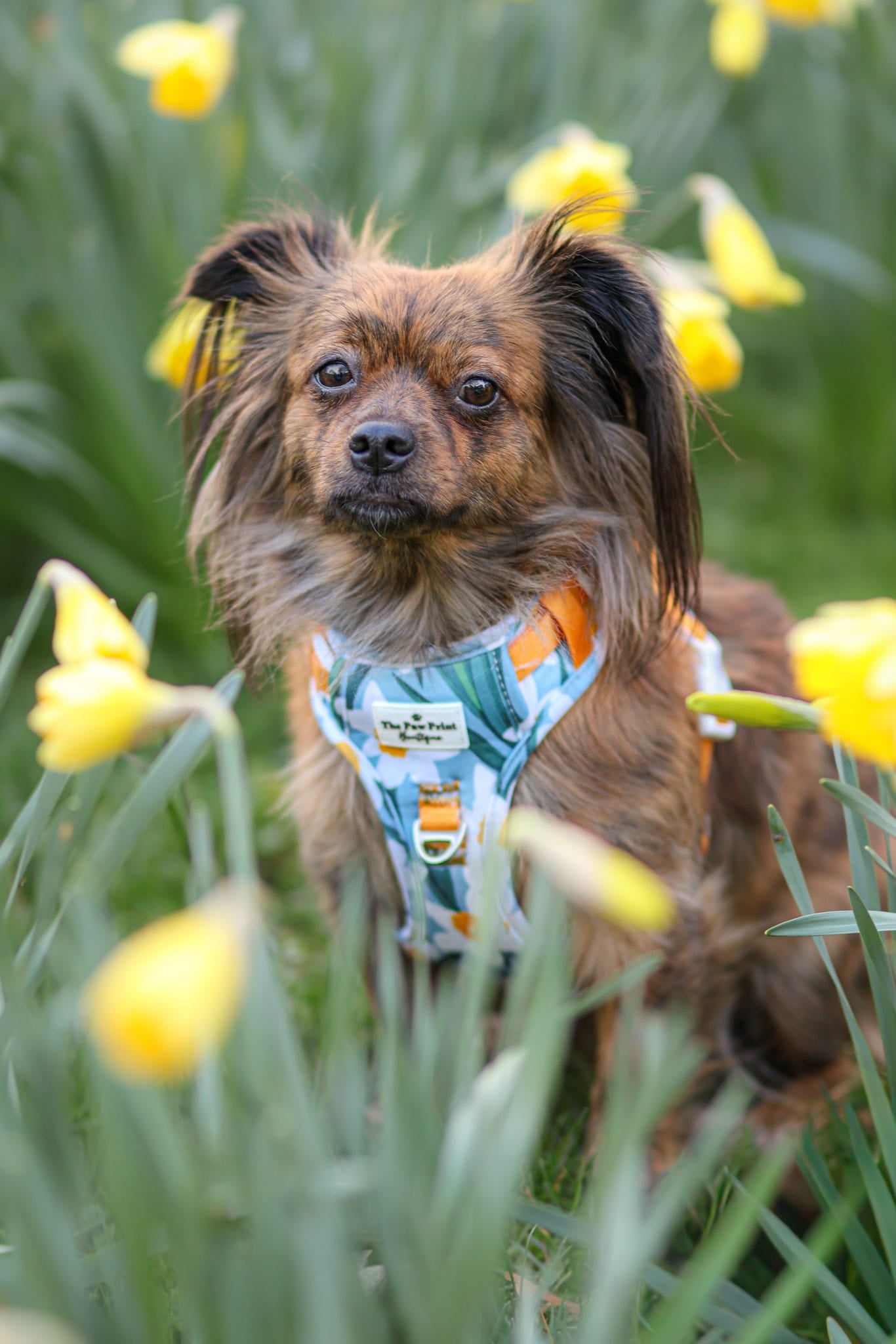 Daffodil Daze Adventure Paws Harness