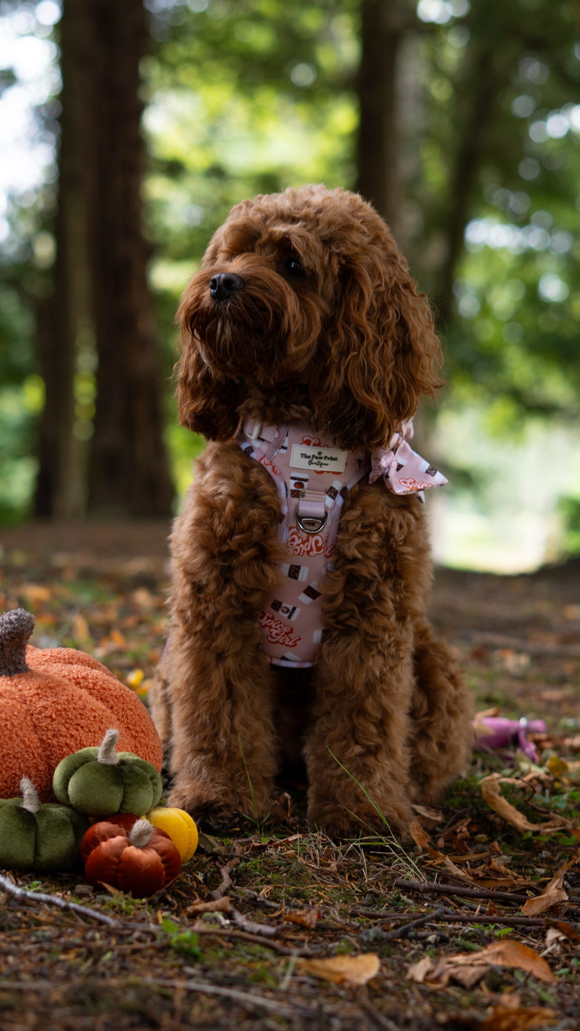 Spice Girl Adventure Paws Harness