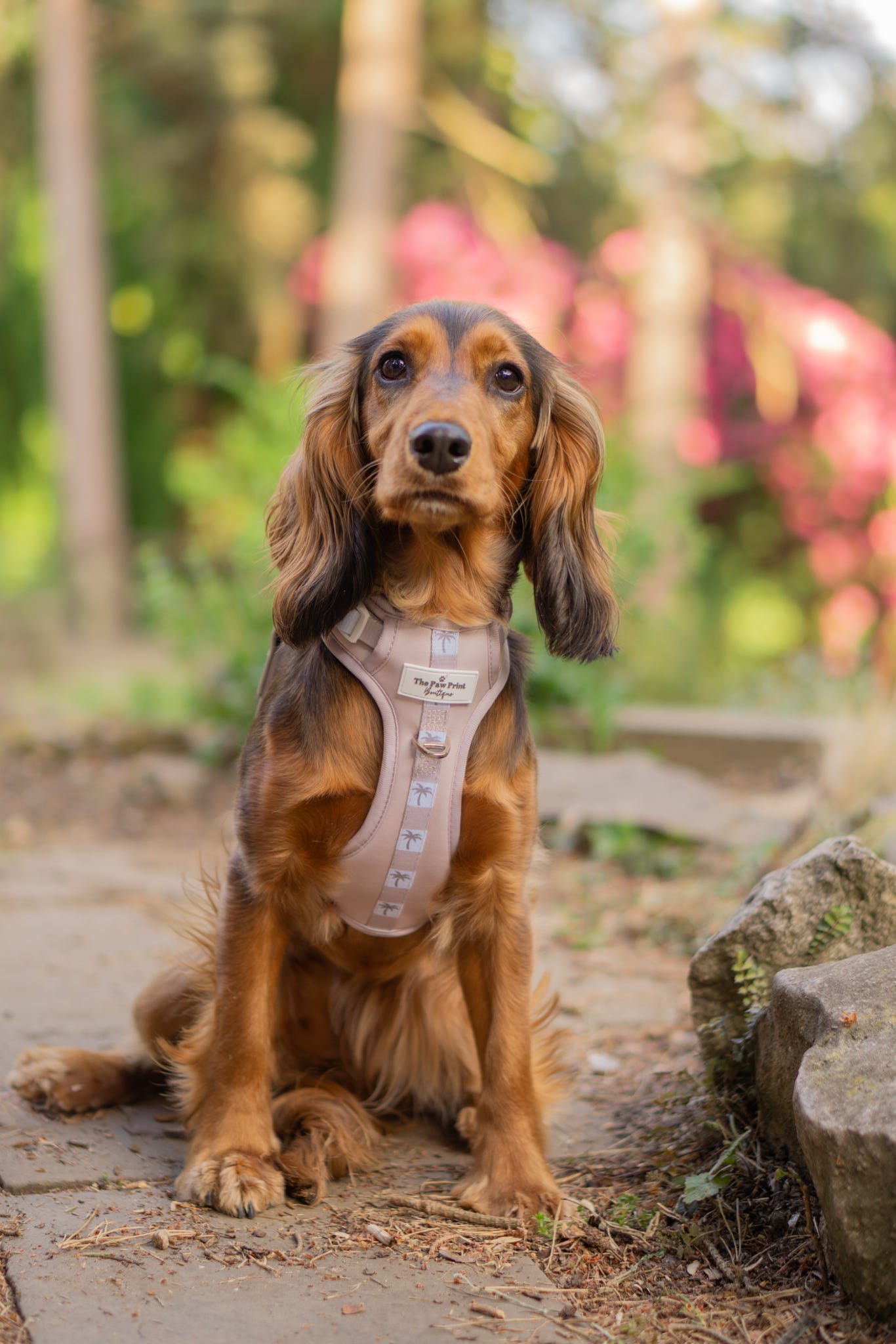 Palm Springs Adventure Paws Harness