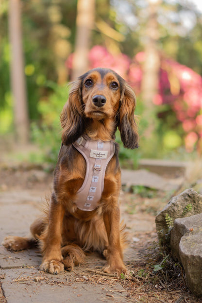 Palm Springs Adventure Paws Harness