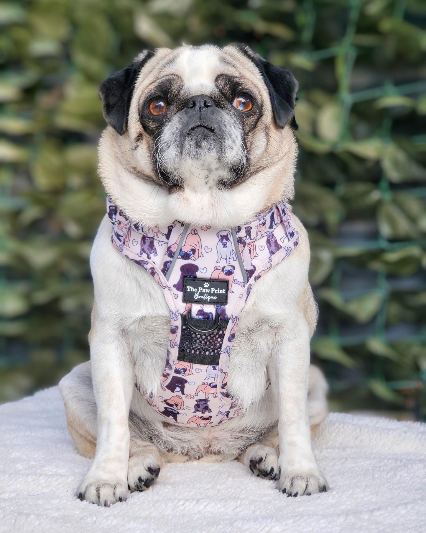 The Pug Harness (Adventure Paws Style)