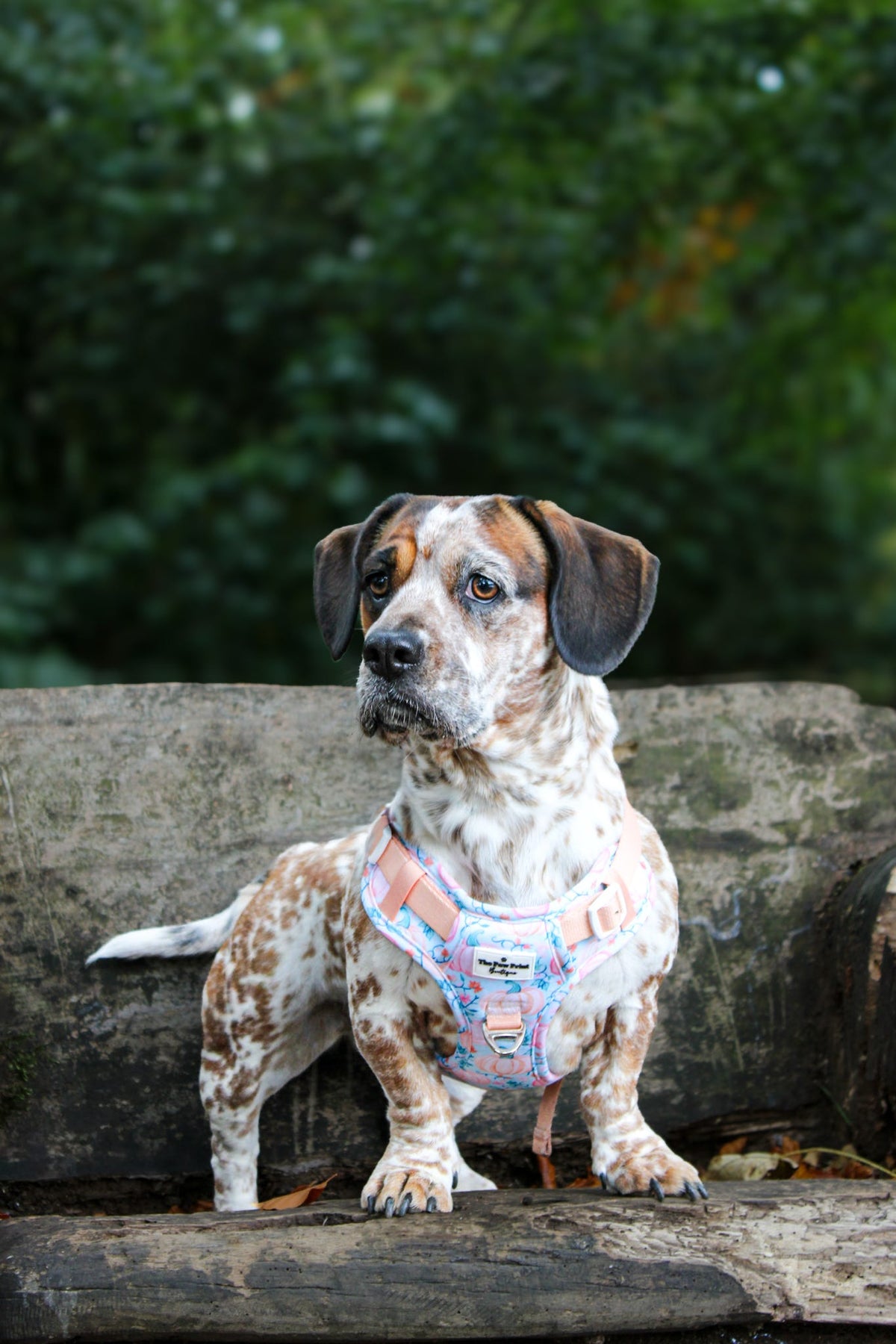 Pablos Pumpkins Adventure Paws Harness