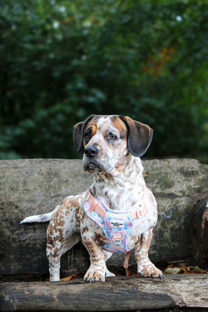Pablos Pumpkins Adventure Paws Harness