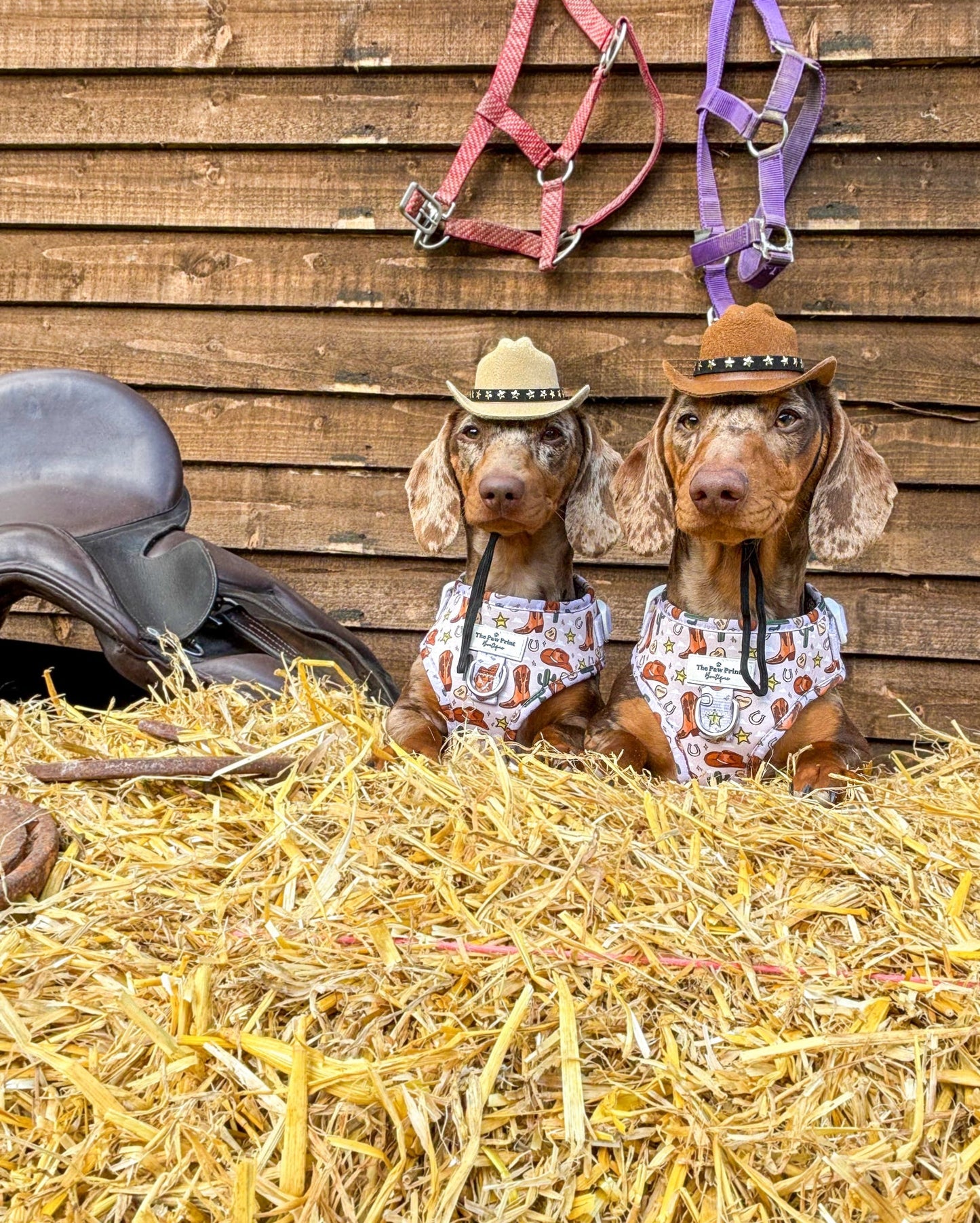 The Howdy Pawtner Adjustable Harness