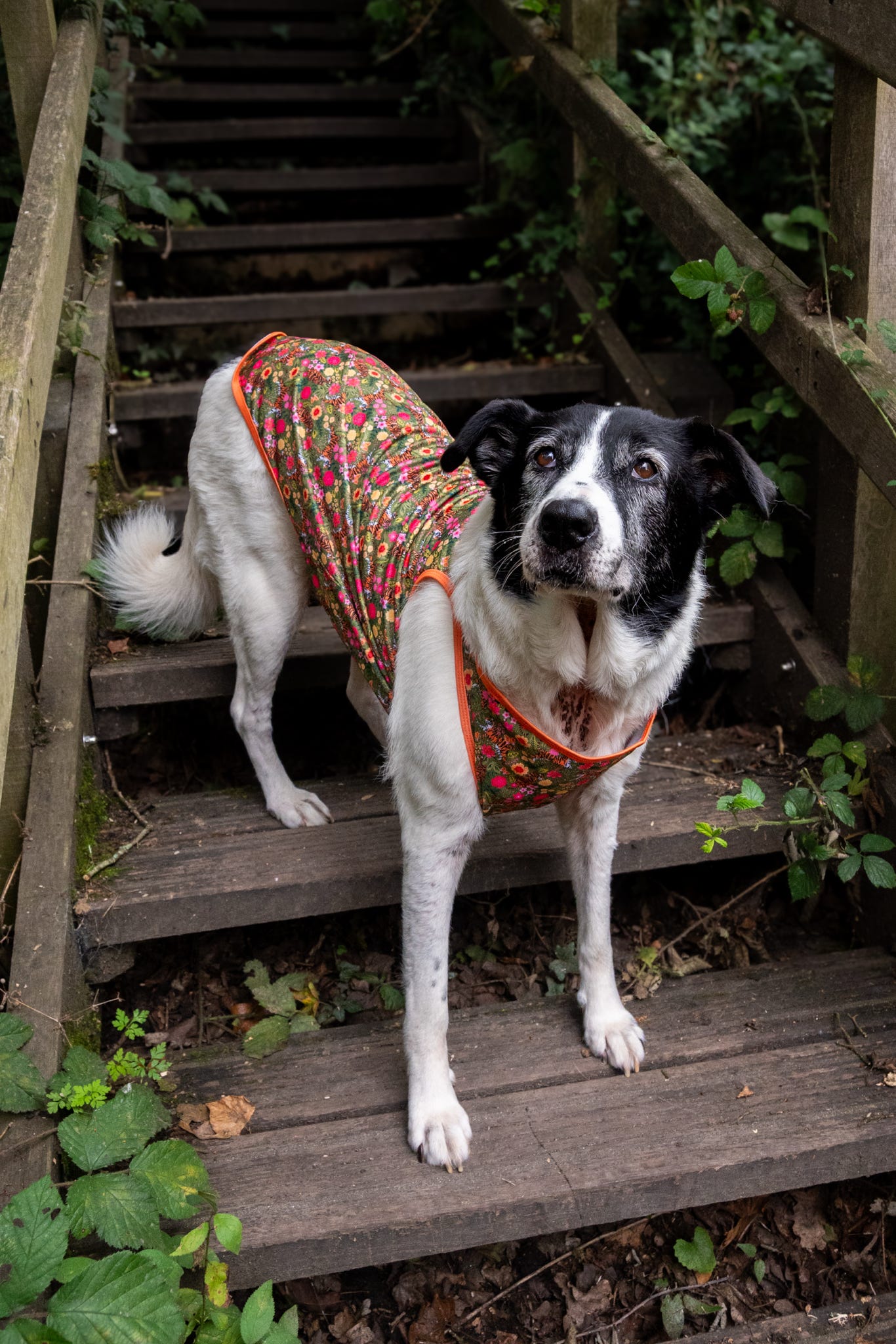The Tiger who came to TPPB Cooling Vest
