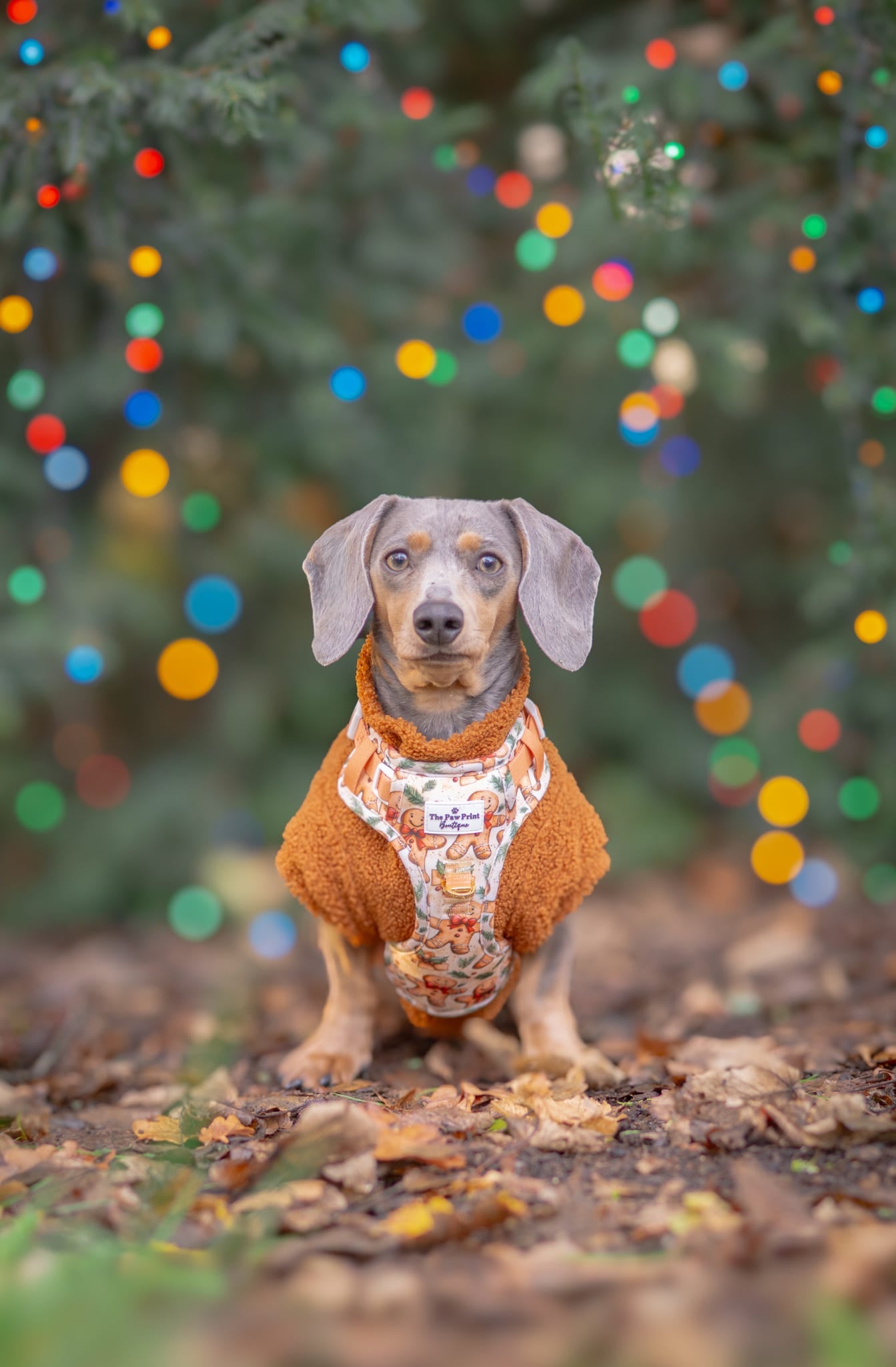 Gingerbread Grove Adventure Paws Harness