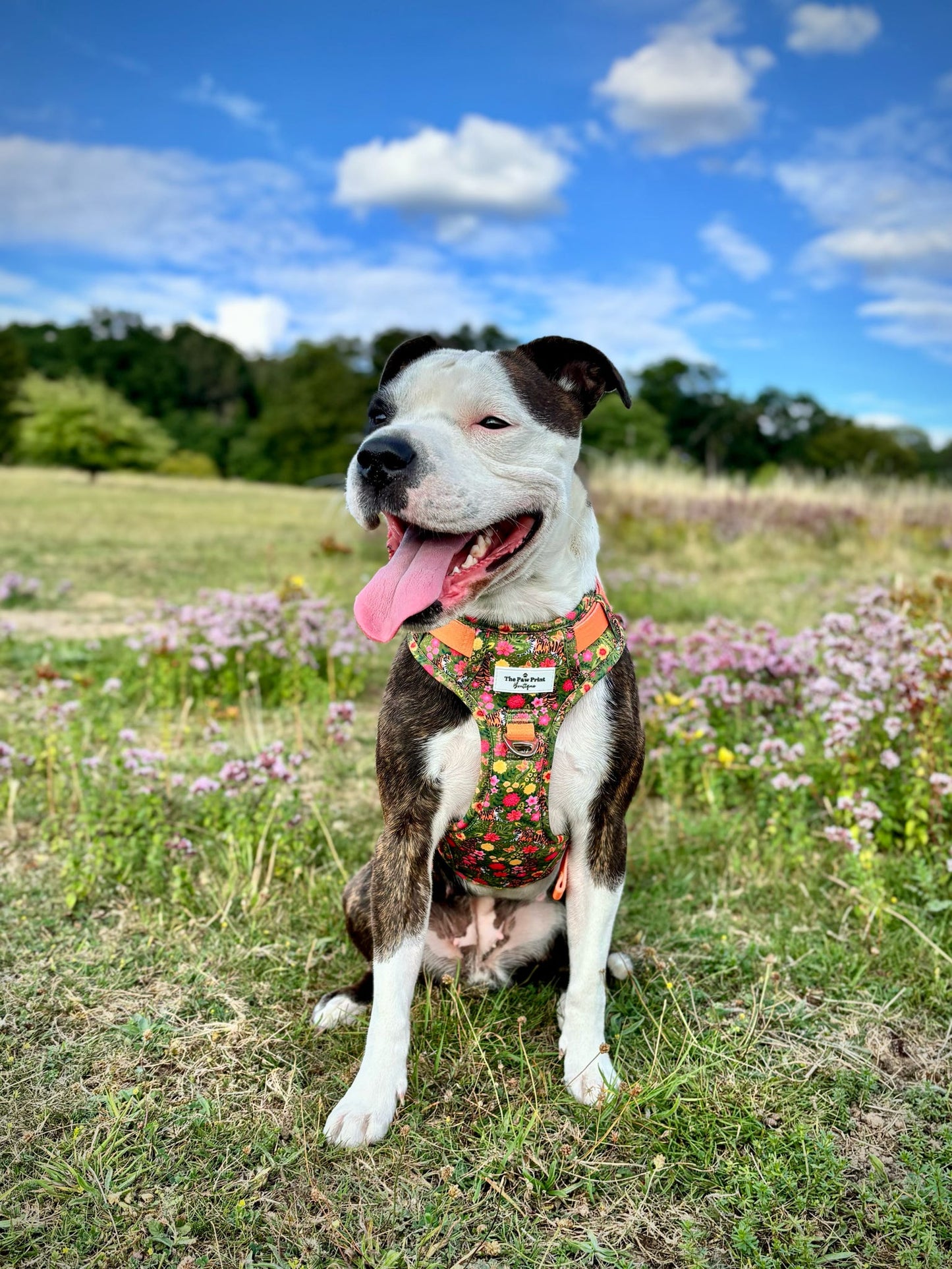 The Tiger who came to TPPB Adventure Paws Harness