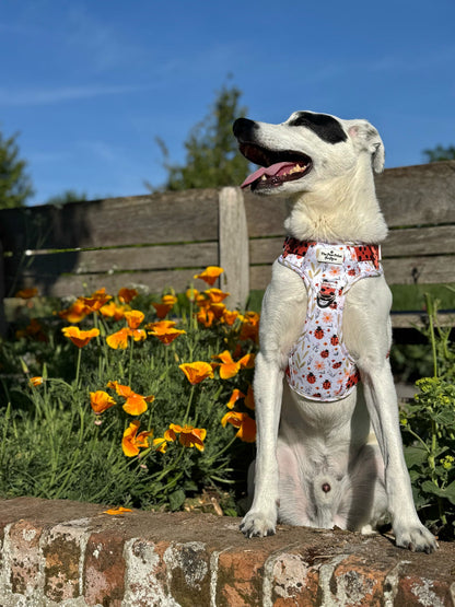 Ladybird Lane Adventure Paws Harness