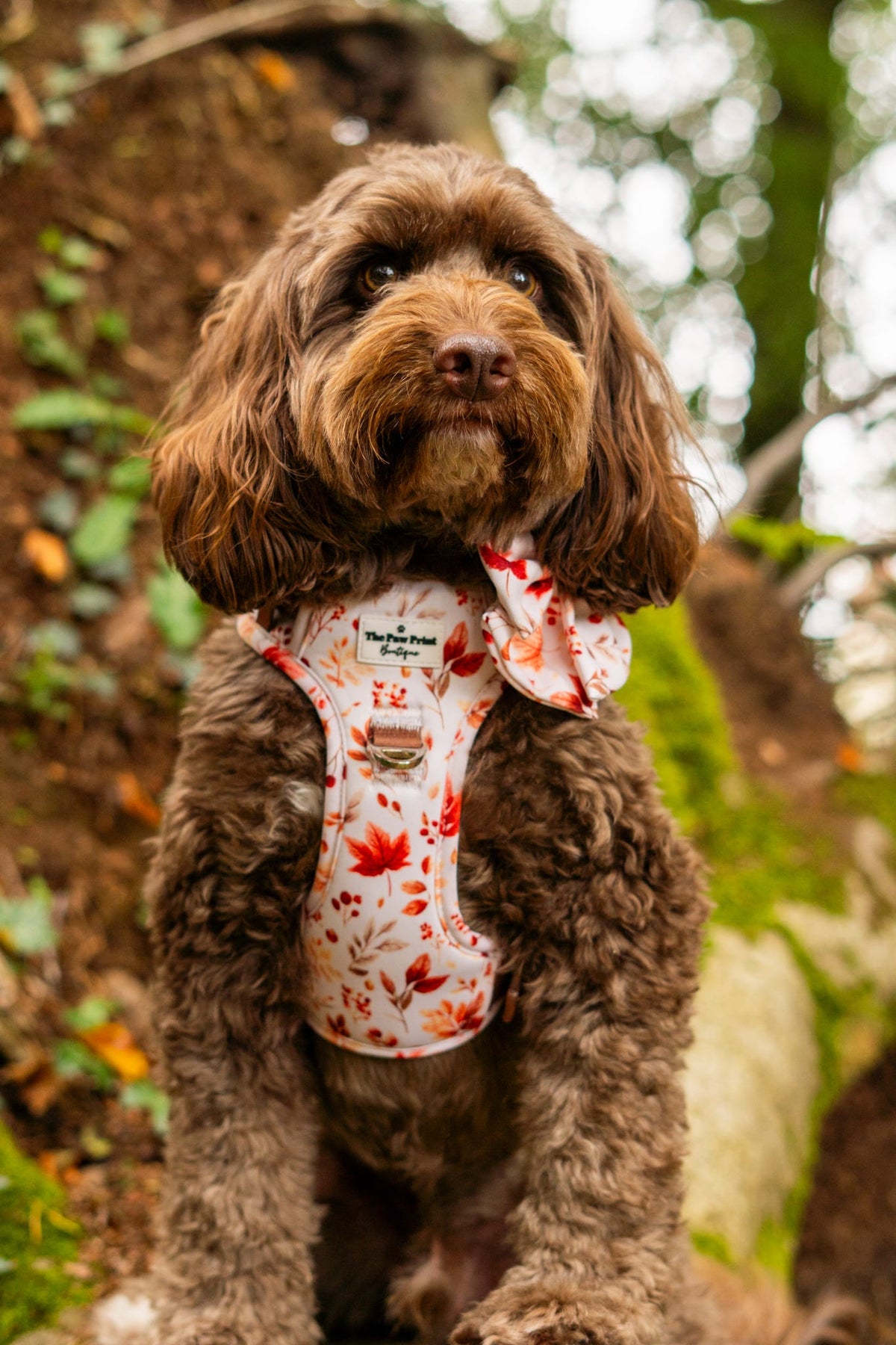 Maple Meadows Adventure Paws Harness