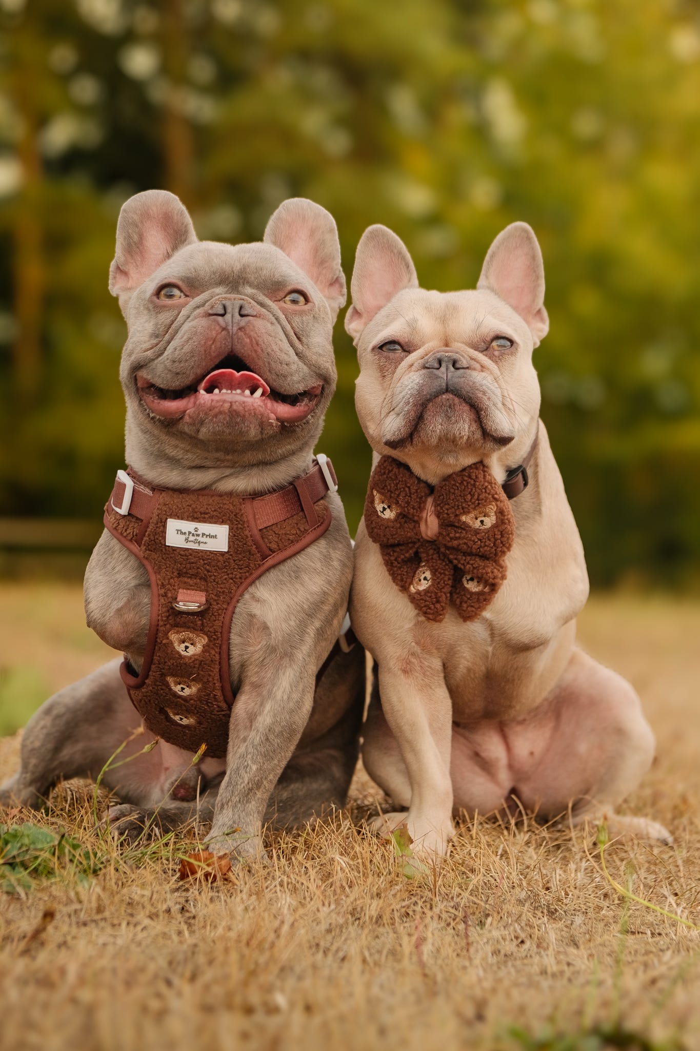 The Embroidered Little Bear Cub Adventure Paws Harness