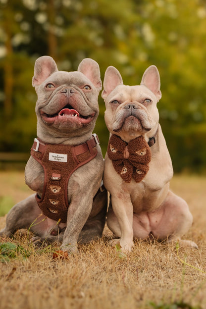The Embroidered Little Bear Cub Adventure Paws Harness