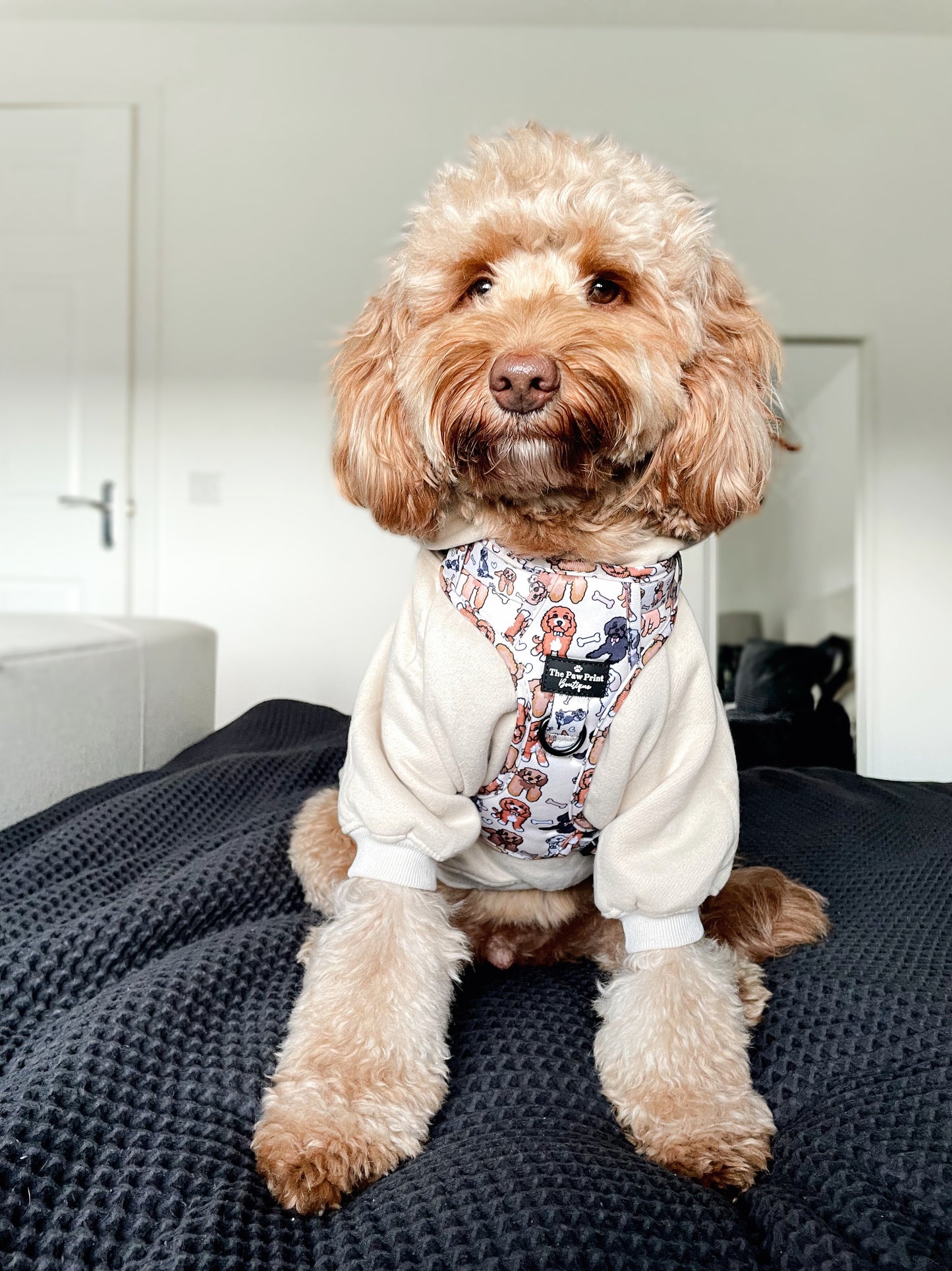 The Poodle/Doodle Adventure Paws Harness