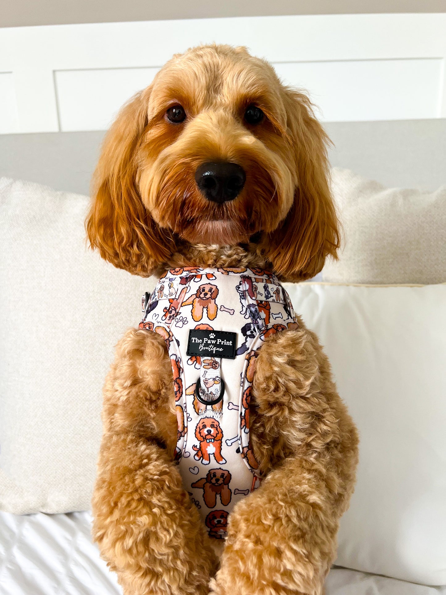 The Poodle/Doodle Adventure Paws Harness