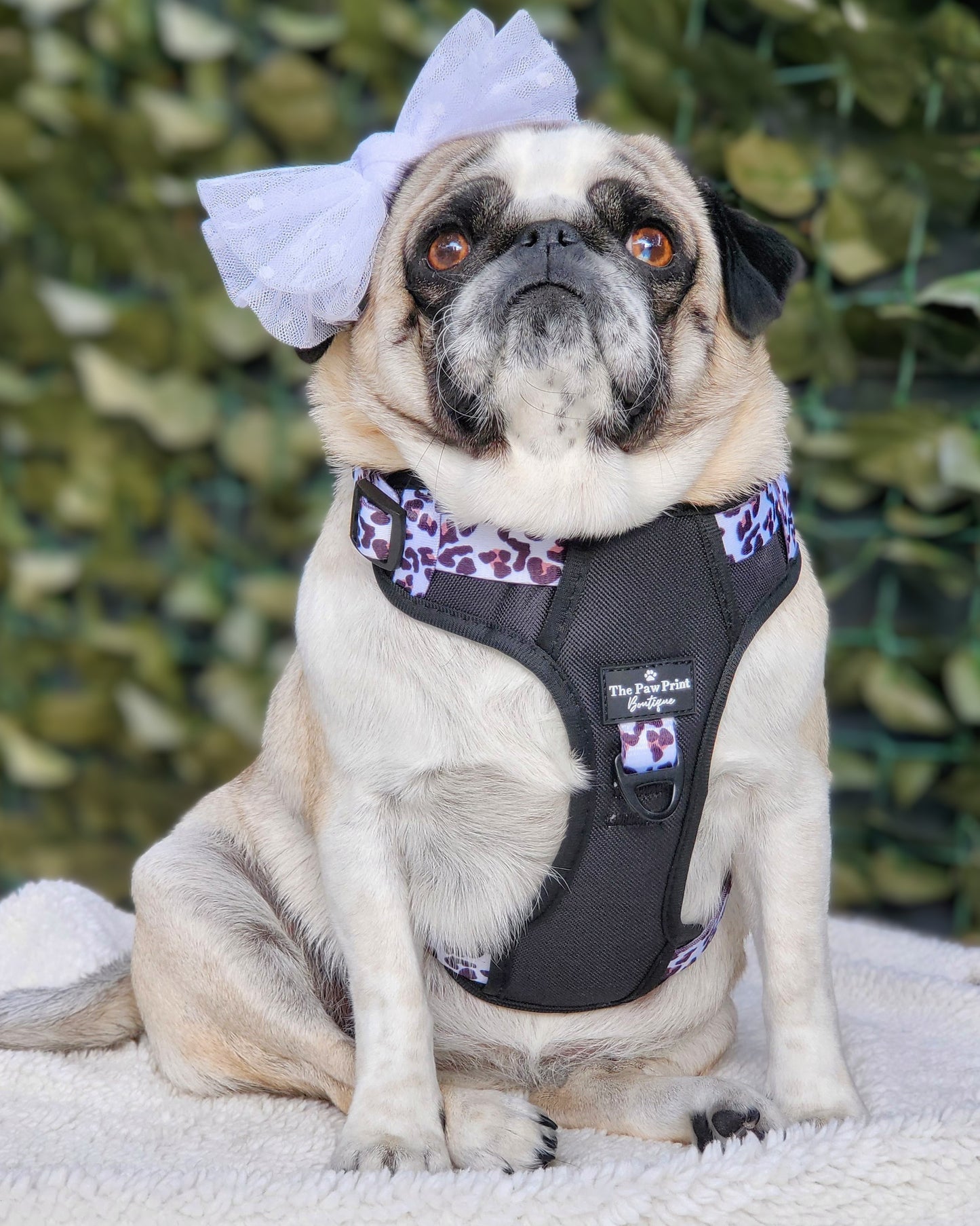 The Lavish Leopard Adventure Paws Harness
