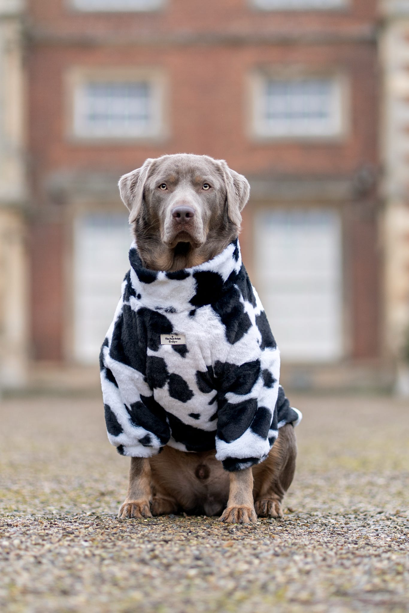 The Cow Print Fluffy & Fabulous Fleece