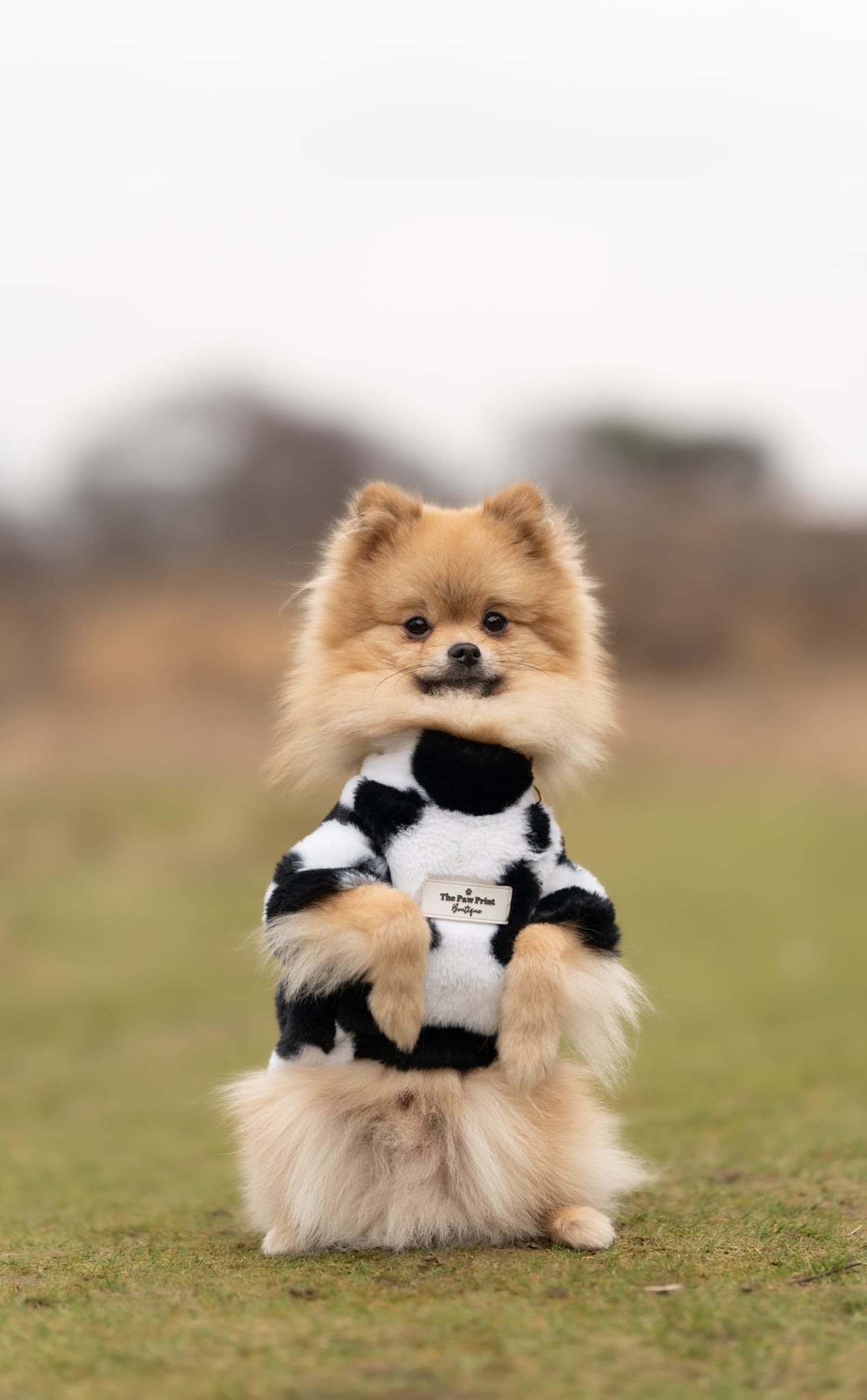 The Cow Print Fluffy & Fabulous Fleece