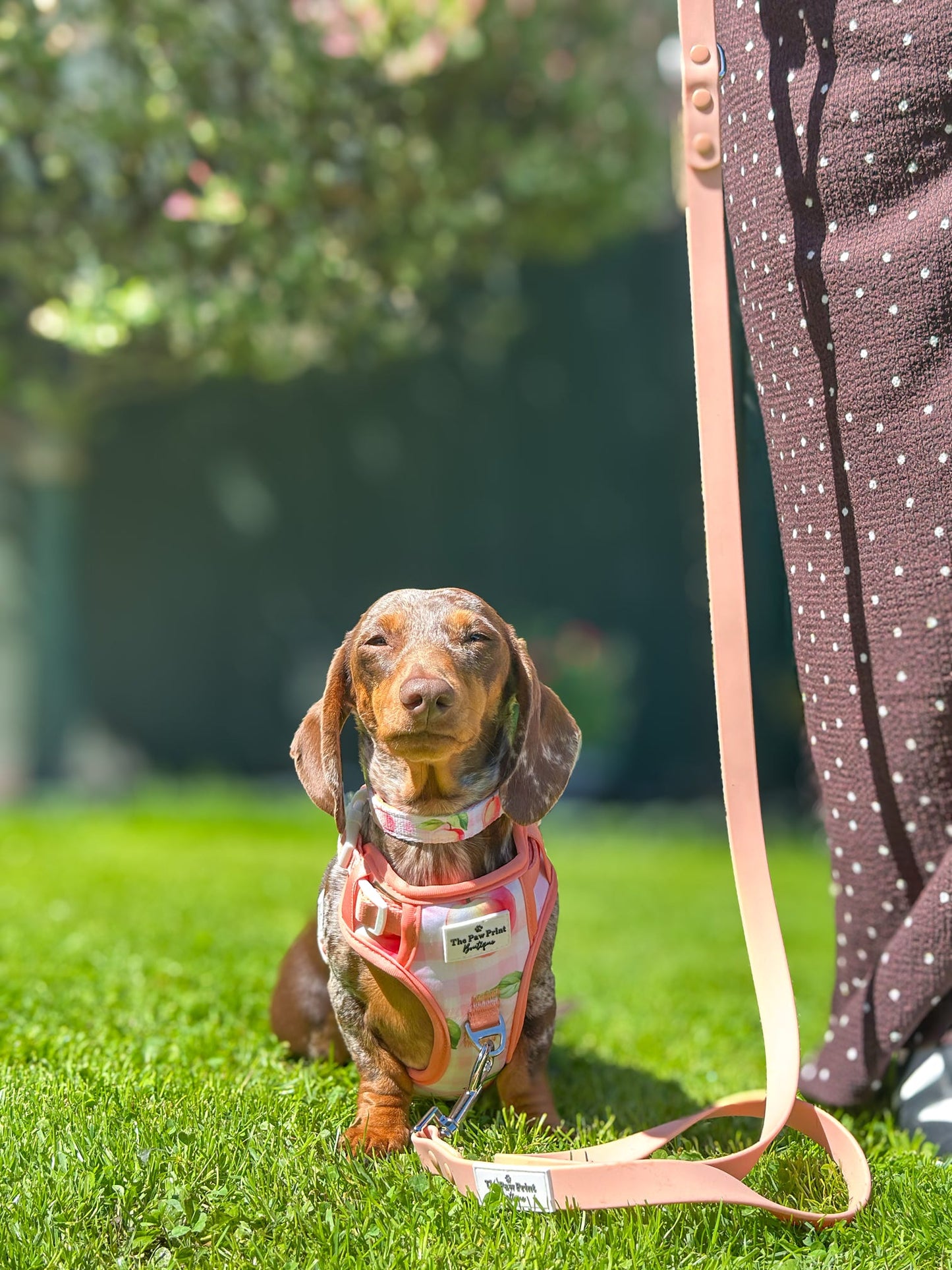 Peach Gingham Adventure Paws Harness