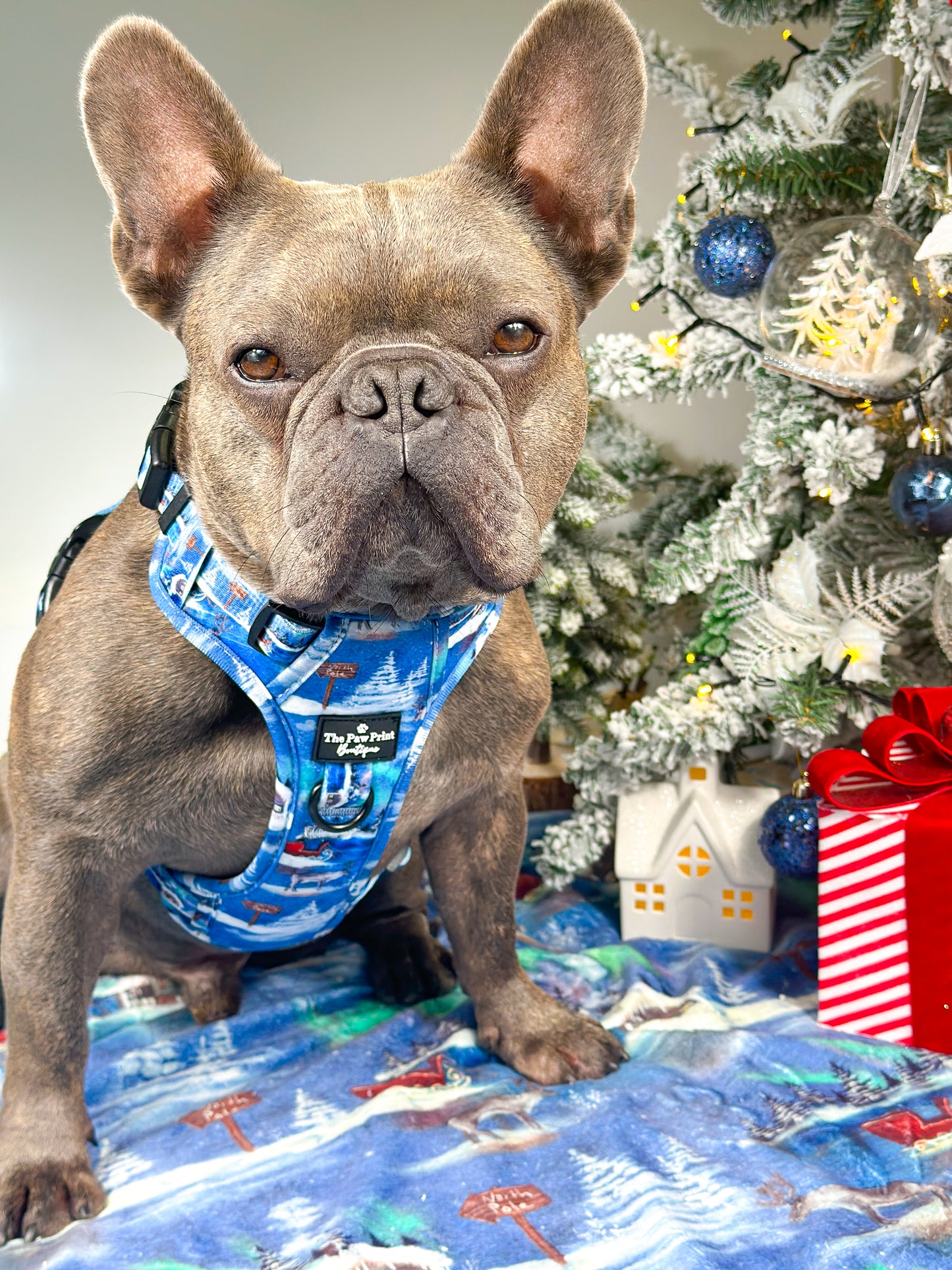 The North Pole Adventure Paws Harness