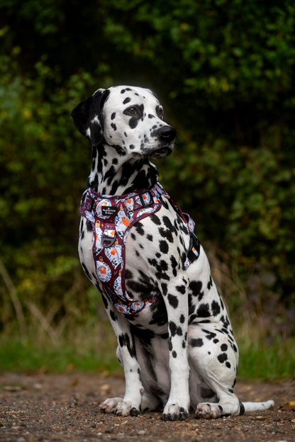 The Rockin' Robins Adventure Paws Harness