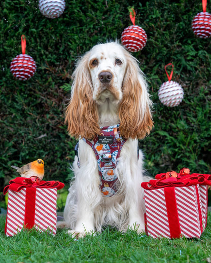 The Rockin' Robins Adventure Paws Harness