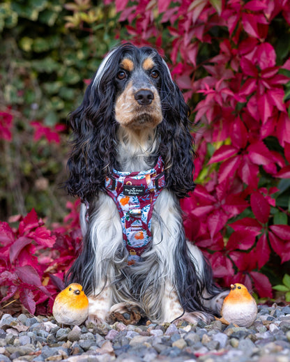 The Rockin' Robins Adventure Paws Harness