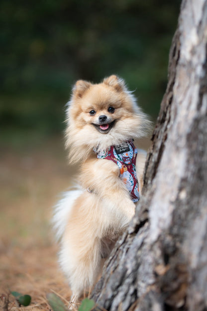 The Rockin' Robins Adjustable Harness