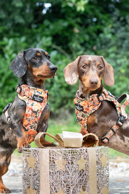 The Winter Scents Adventure Paws Harness