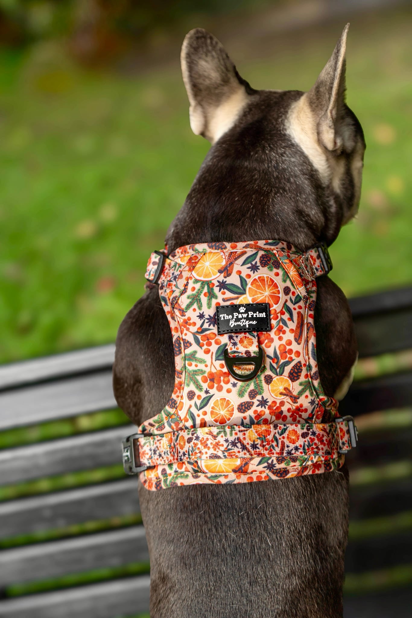 The Winter Scents Adventure Paws Harness