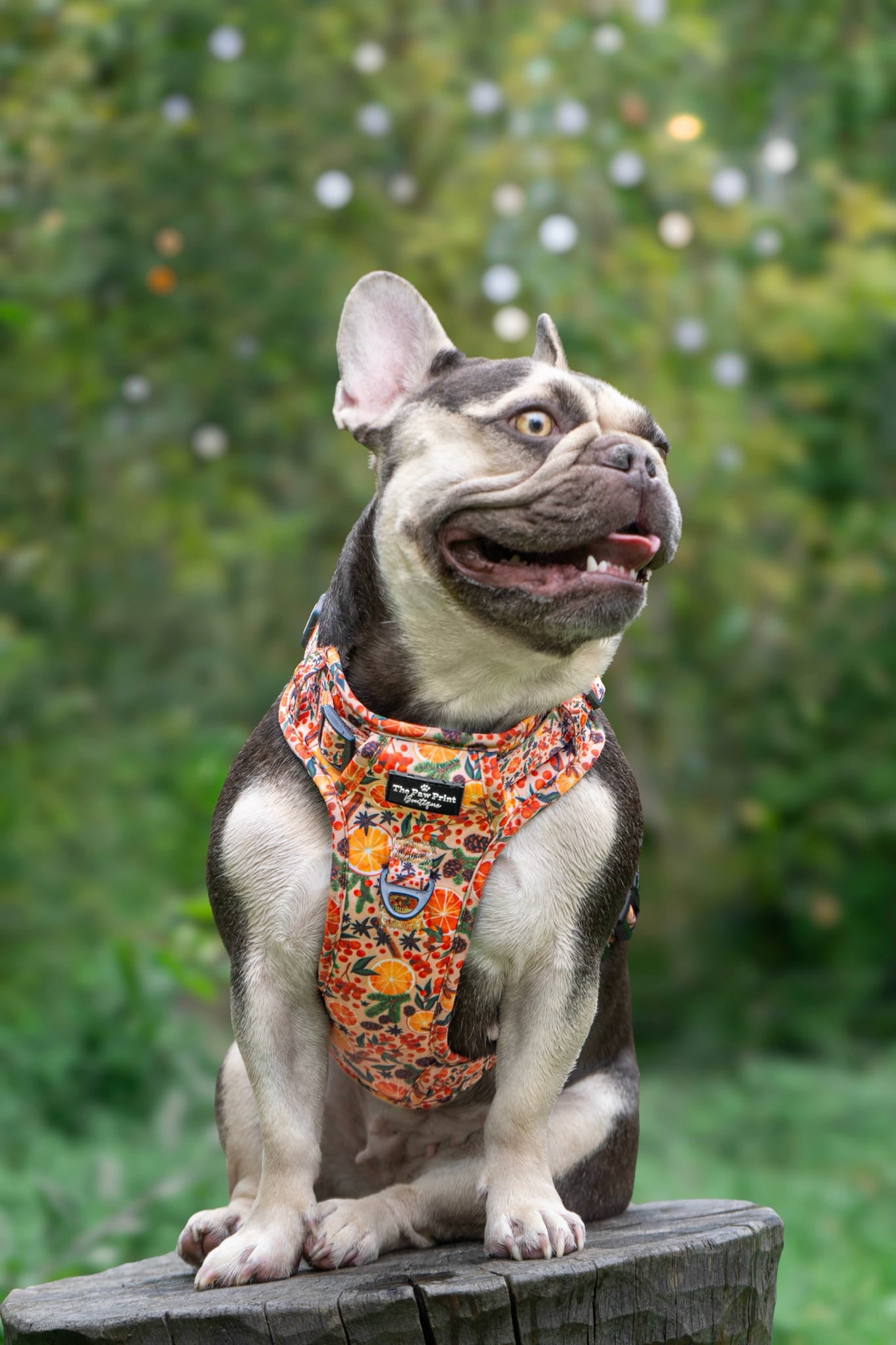 The Winter Scents Adventure Paws Harness