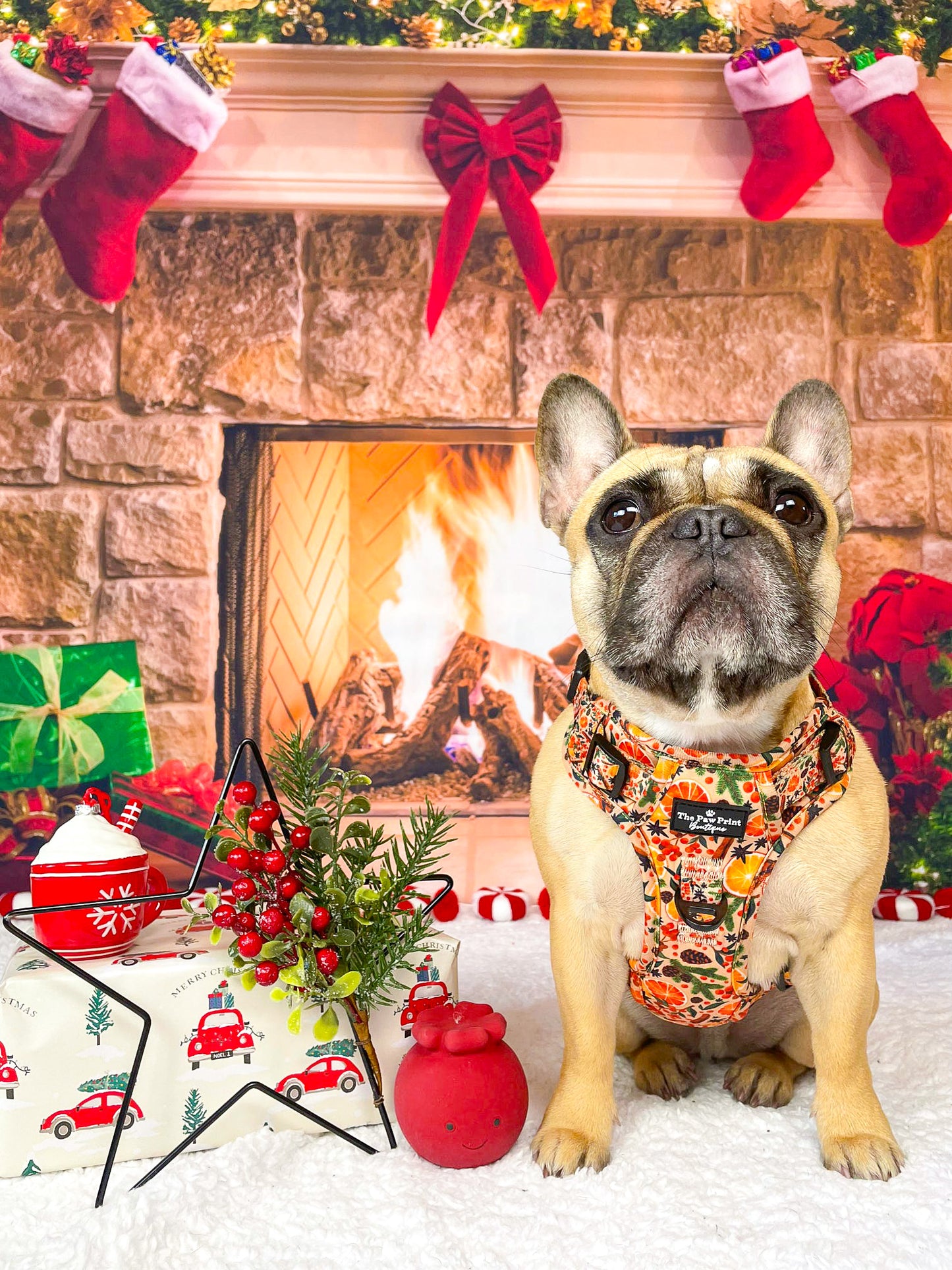 The Winter Scents Adventure Paws Harness