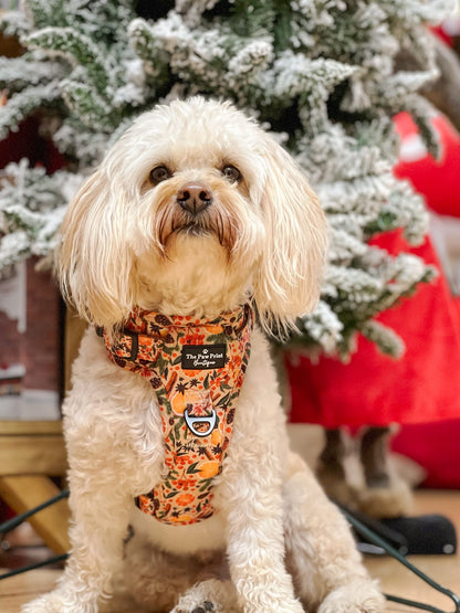 The Winter Scents Adventure Paws Harness