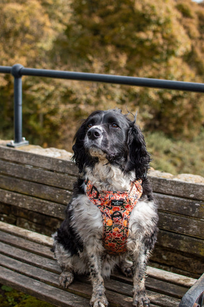 The Winter Scents Adventure Paws Harness