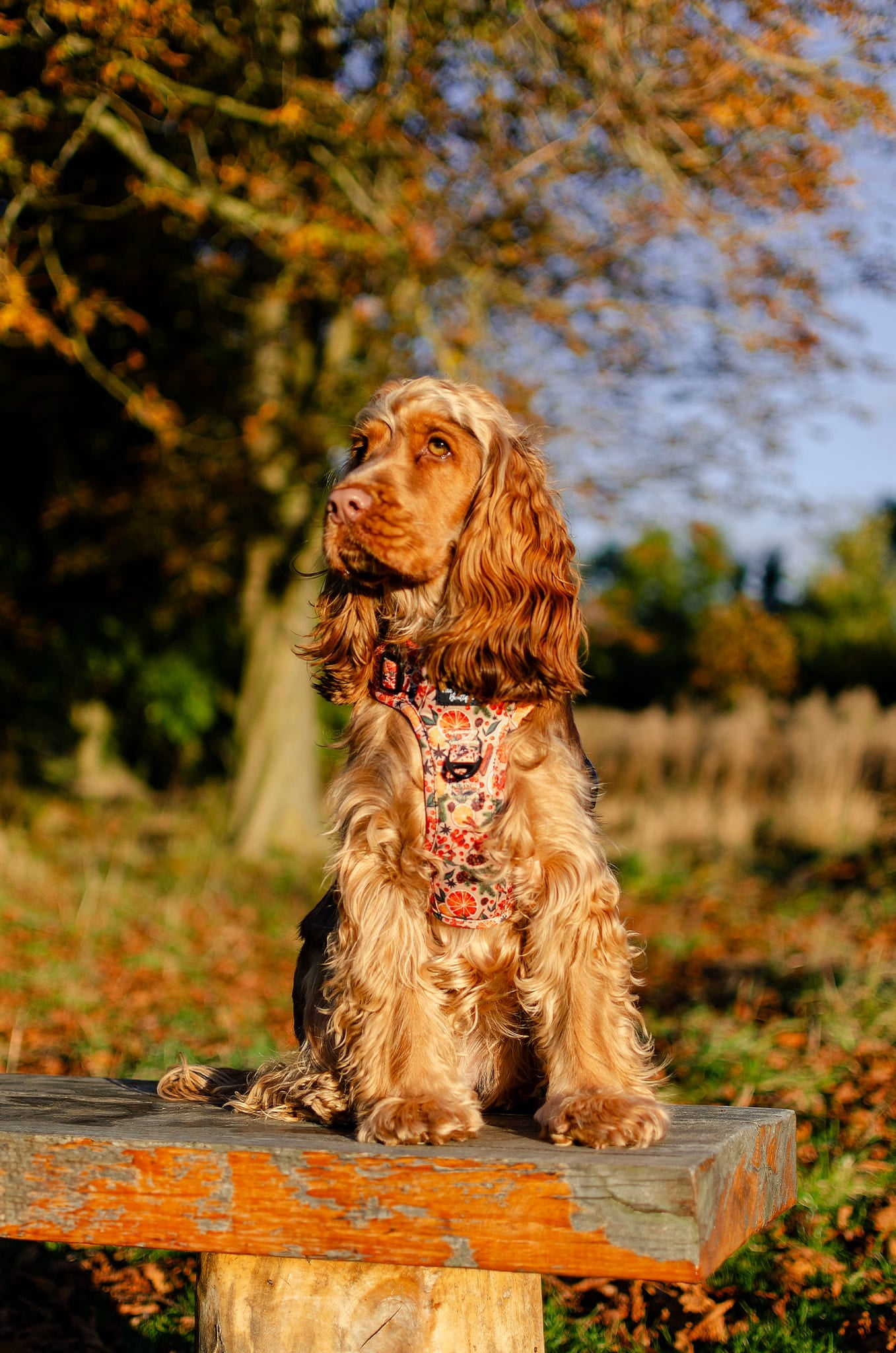 The Winter Scents Adventure Paws Harness
