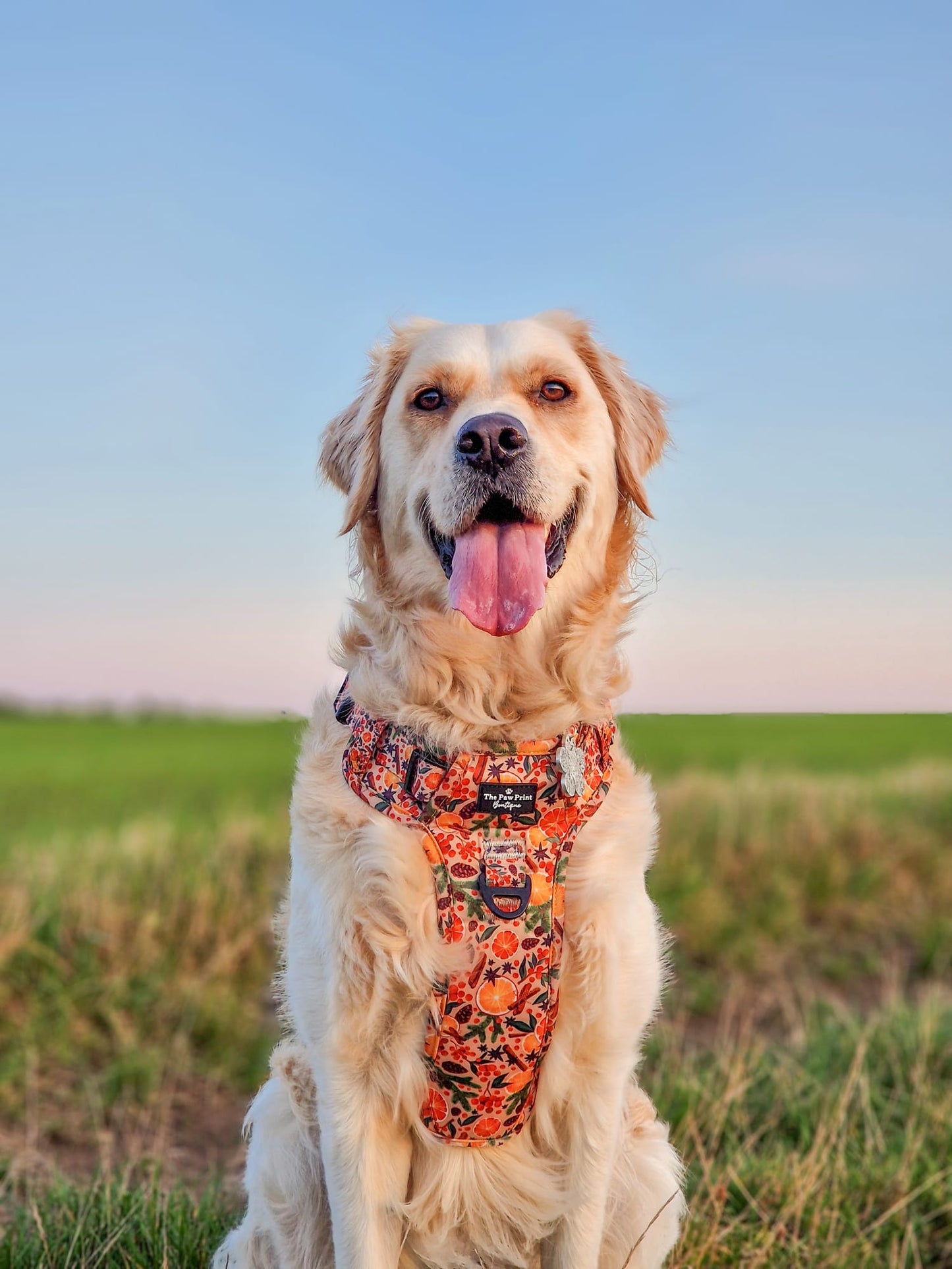 The Winter Scents Adventure Paws Harness
