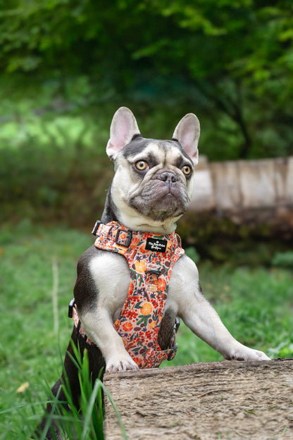 The Winter Scents Adventure Paws Harness